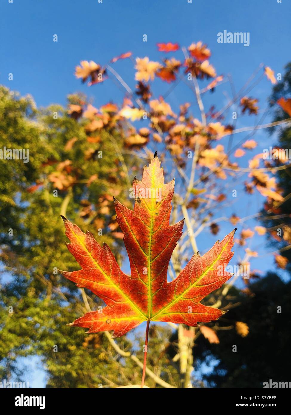 Bright coloured  autumn leaf - Smartphone Captured Stock Image