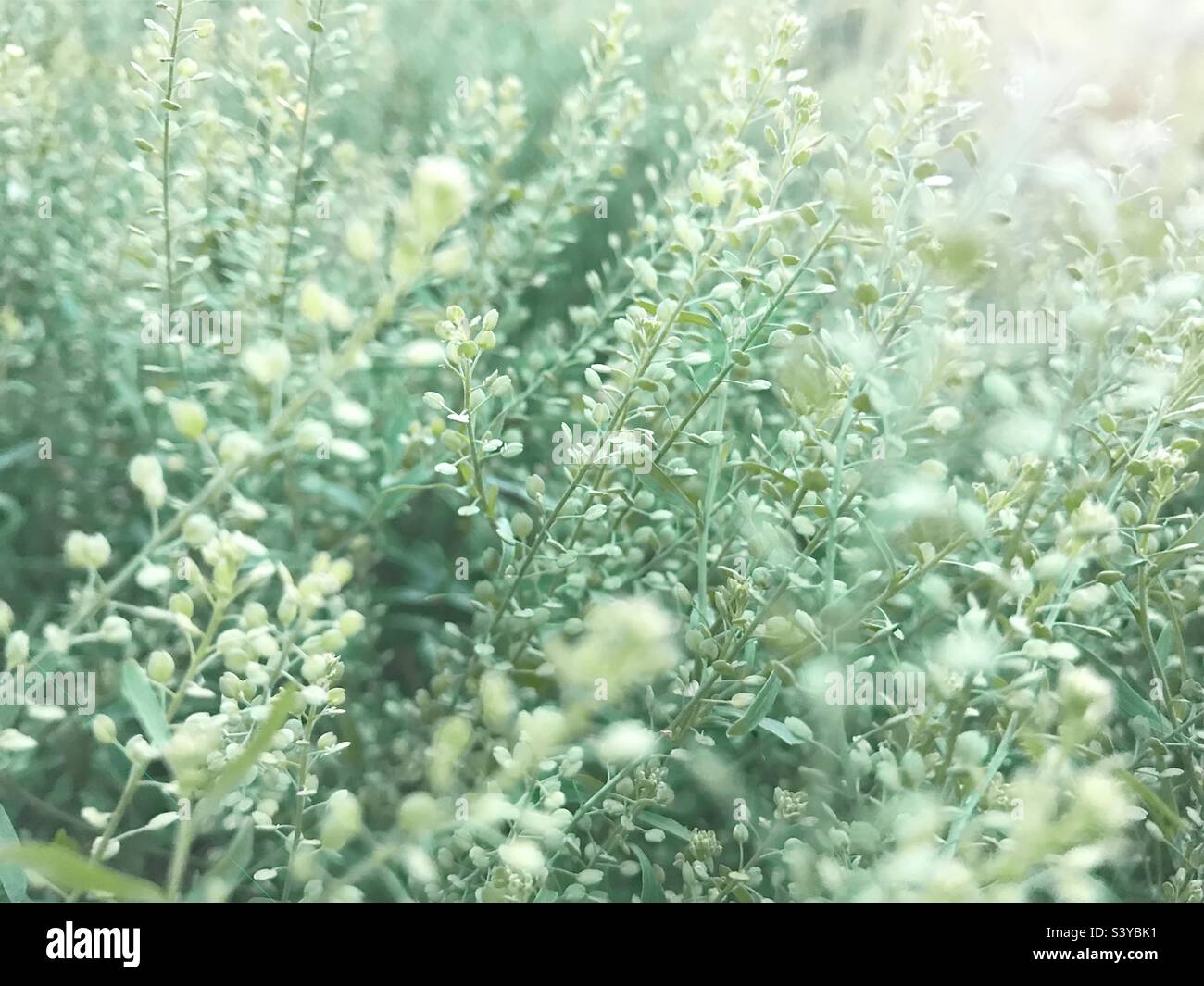 Summer nature - Smartphone Captured Stock Image