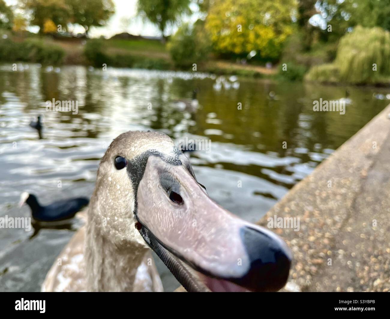 Goose pecking the camera - Smartphone Captured Stock Image