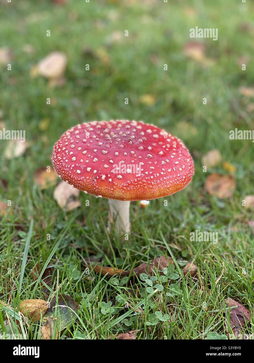 Toadstool red with white spots in green grass Stock Photo
