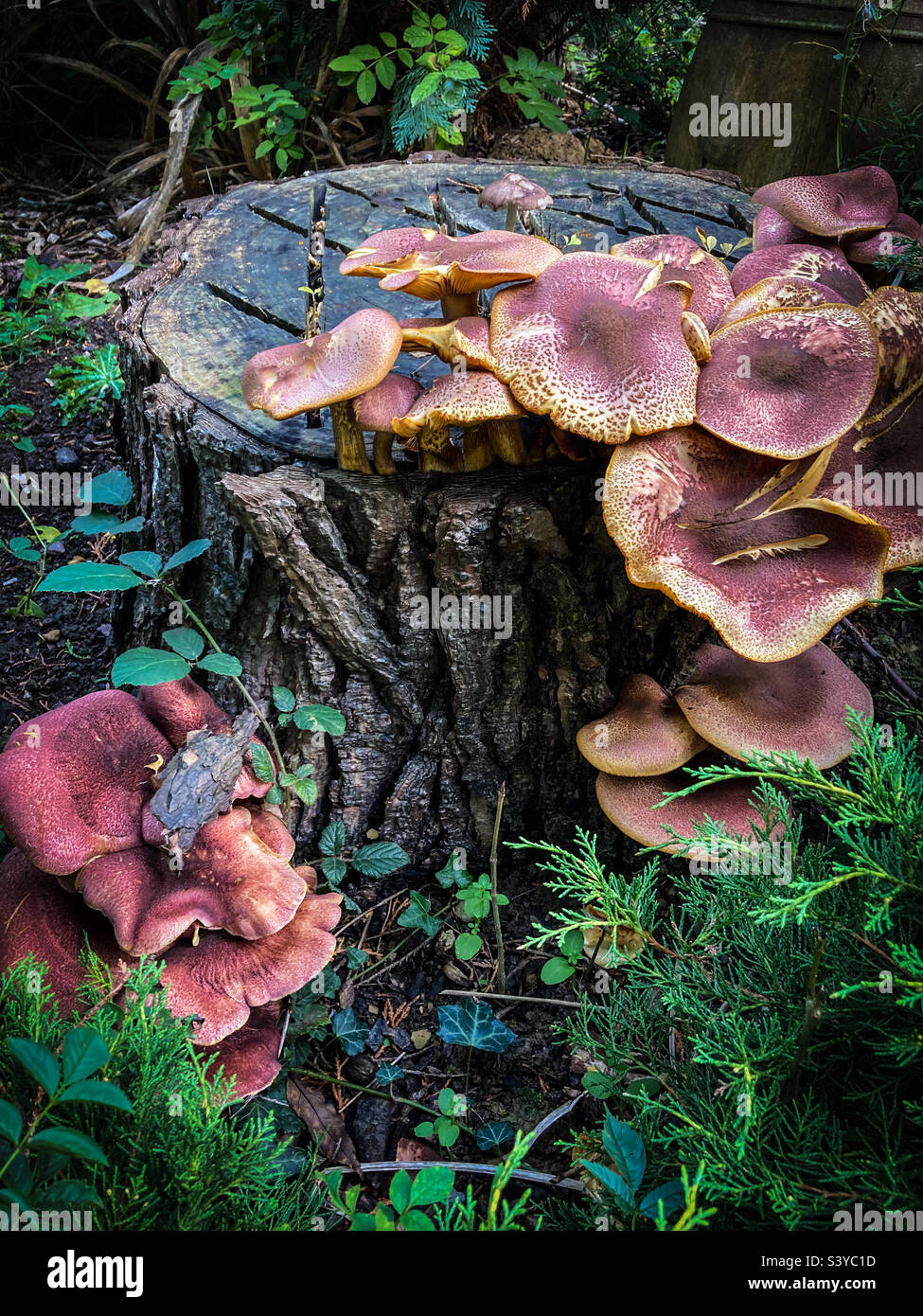 Fungi on a Tree Stump - Smartphone Captured Stock Image