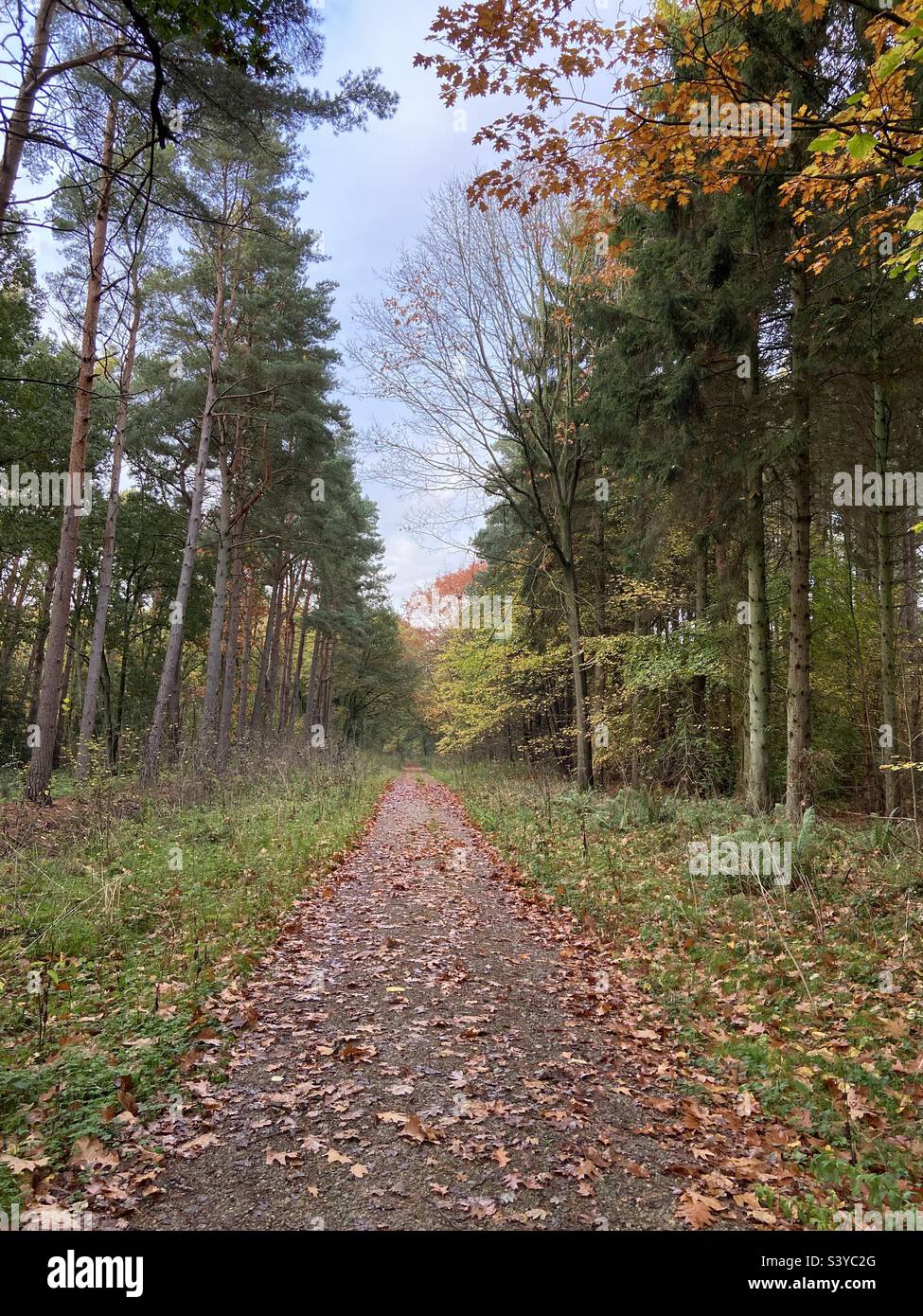 Dog Kennel Wood Stock Photo Alamy