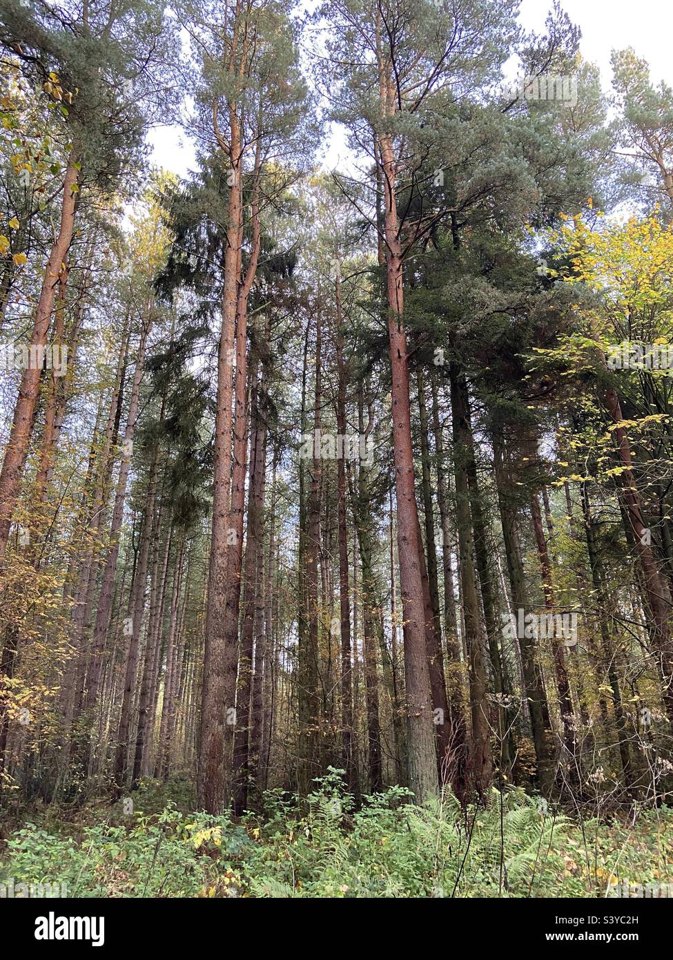 Dog Kennel Wood Stock Photo Alamy