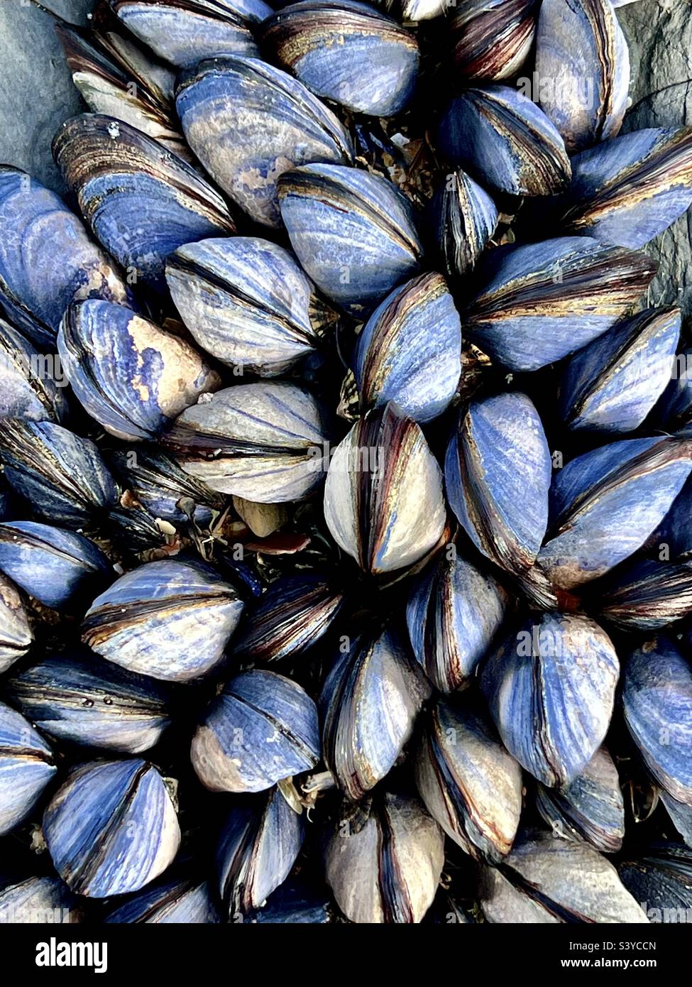 Close up of mussels on a rock in Harlyn Bay Cornwall Stock Photo