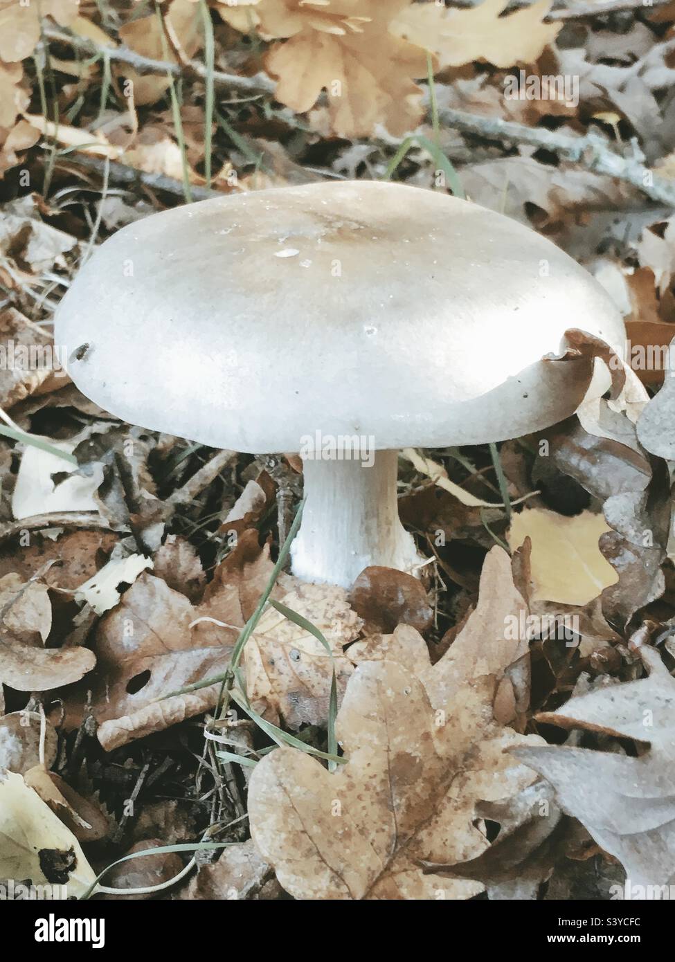 Large flat white fungus mushroom hi-res stock photography and images