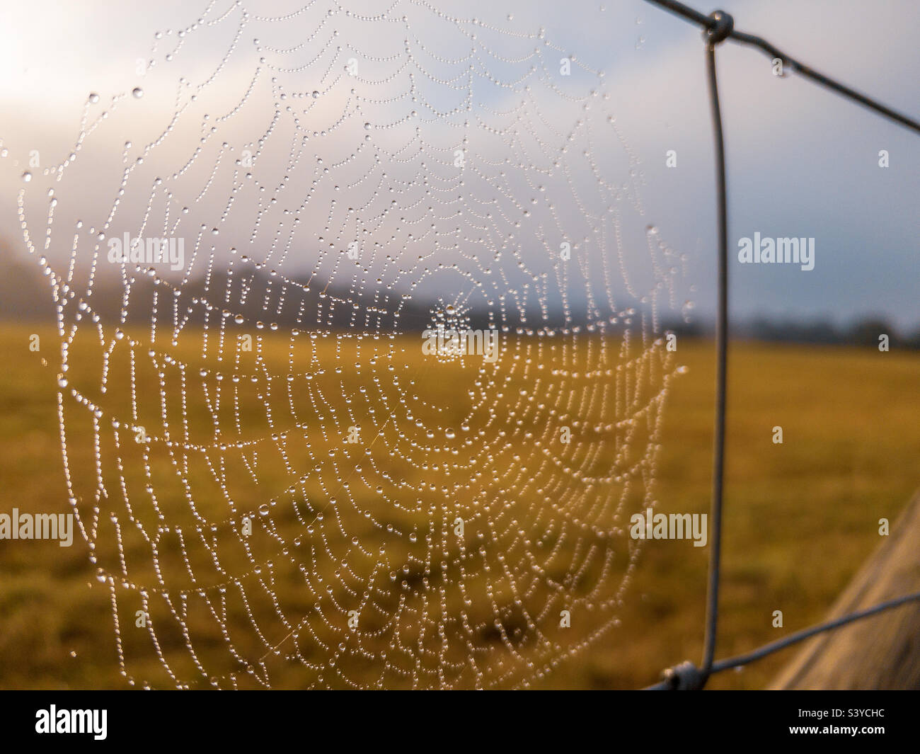 Early morning dew covered cobweb on a wire fence Stock Photo