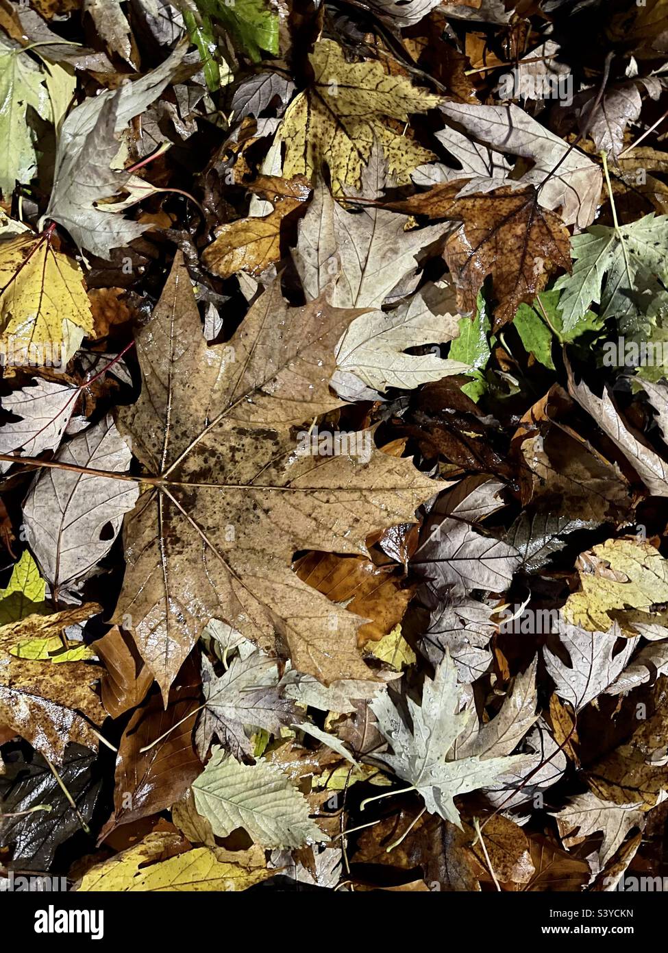 Autumn leaves. - Smartphone Captured Stock Image