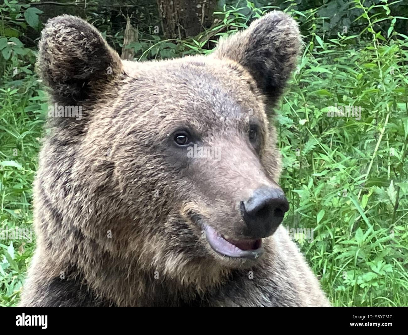 Young brown bear in Romanian Carpathians - Smartphone Captured Stock Image