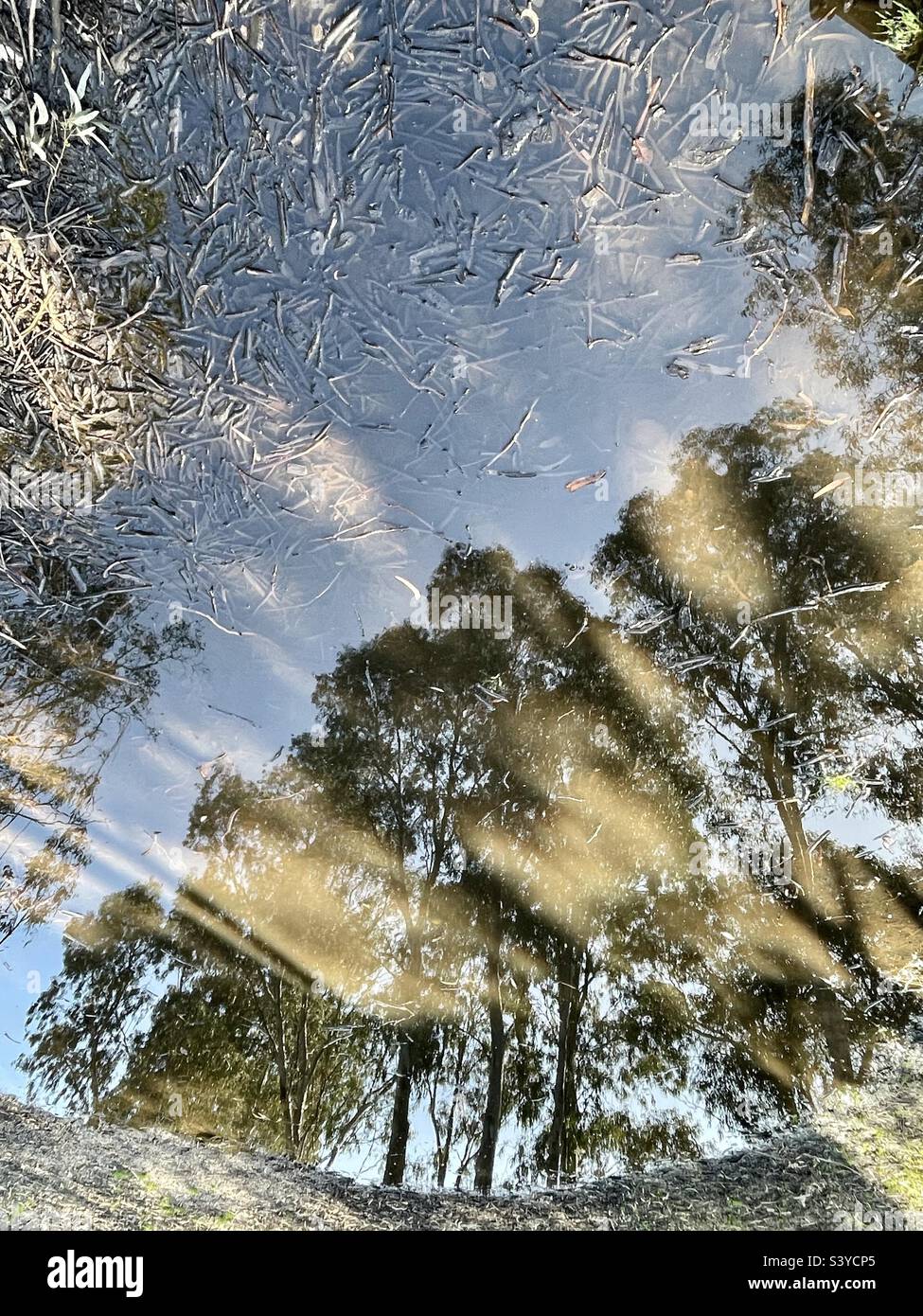 Trees from underwater Stock Photo Alamy