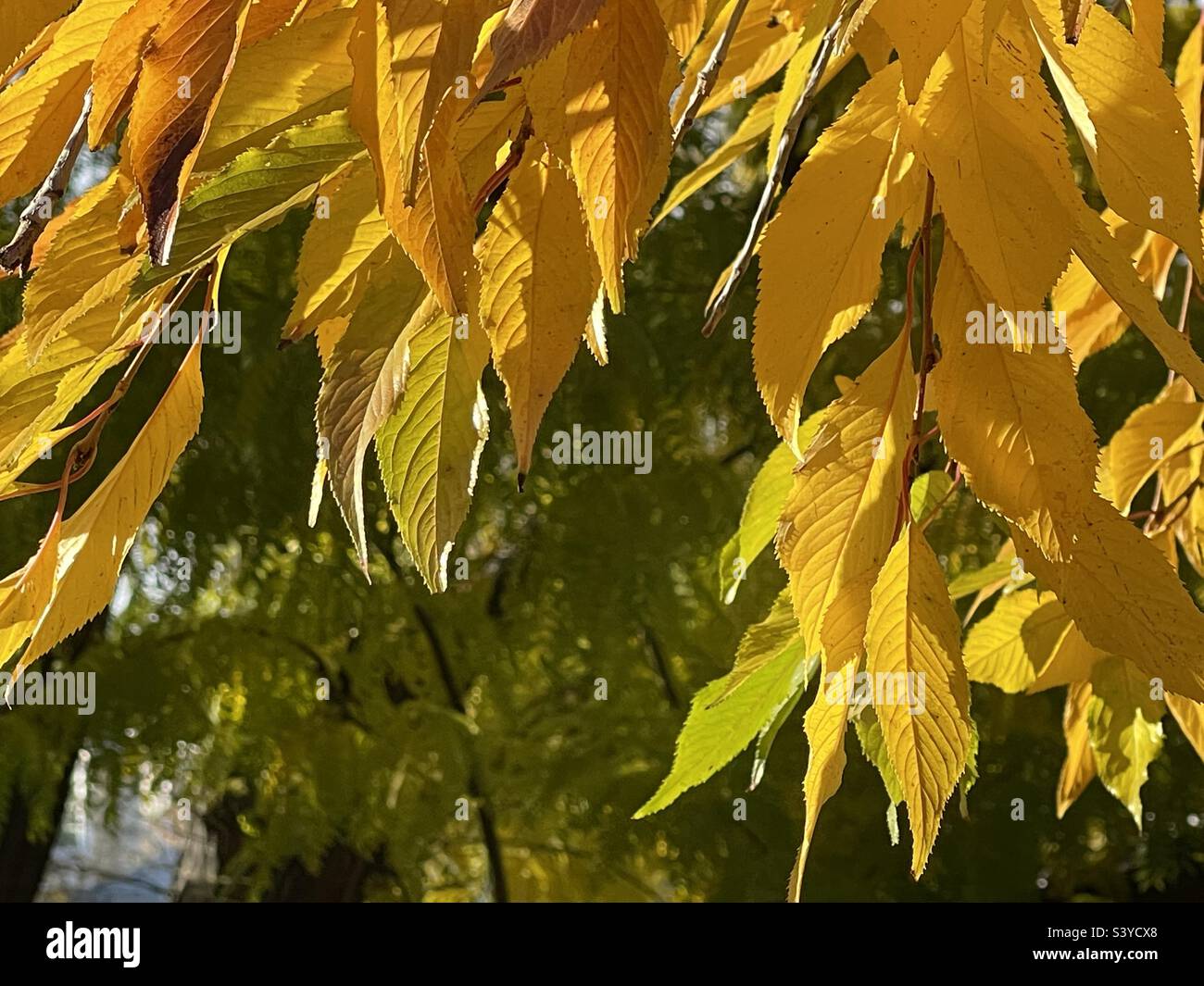 Glowing, golden yellow Weeping Cherry tree leaves during the fall in a yard in Utah, USA. A simple example of Mother Nature’s grandeur & beauty. - Smartphone Captured Stock Image