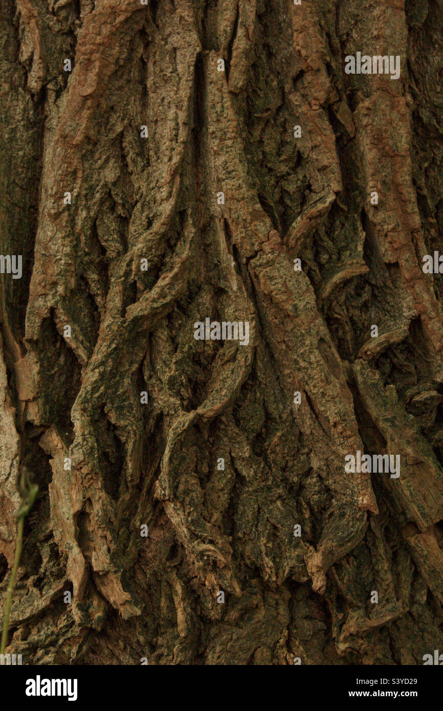 Tree bark rough texture Stock Photo Alamy