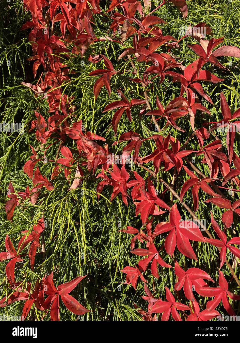 Virginia Creeper vines growing over an evergreen shrub Stock Photo Alamy