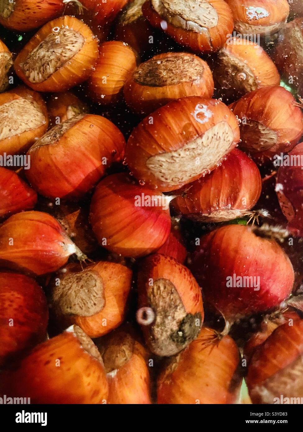 Foraged sweet chestnuts submerged in a bowl of water before roasting - they will sit in water for two days and the rotten ones are said to rise to the top. Stock Photo