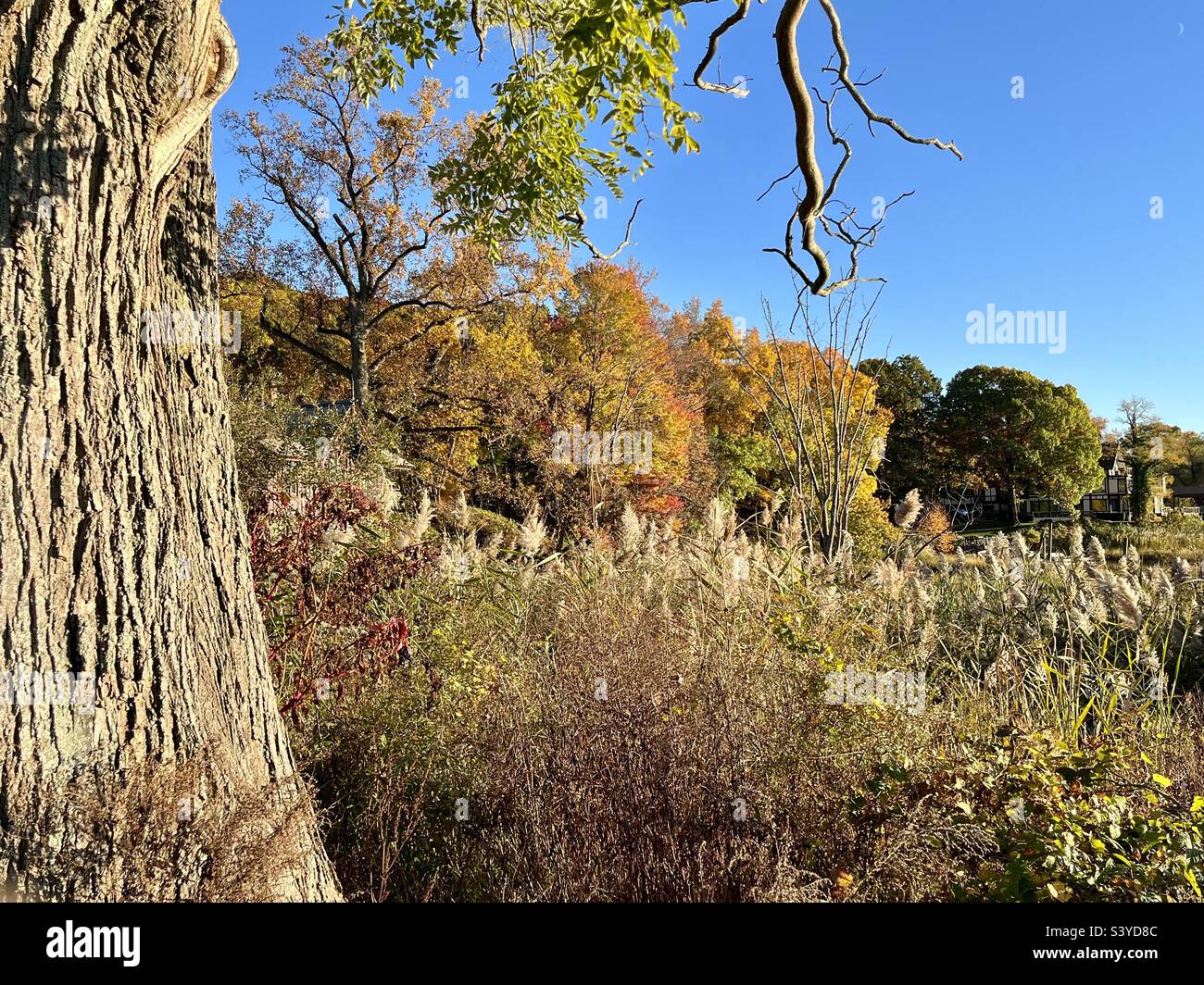 Foliage views with beautiful blue sky in October - Smartphone Captured Stock Image