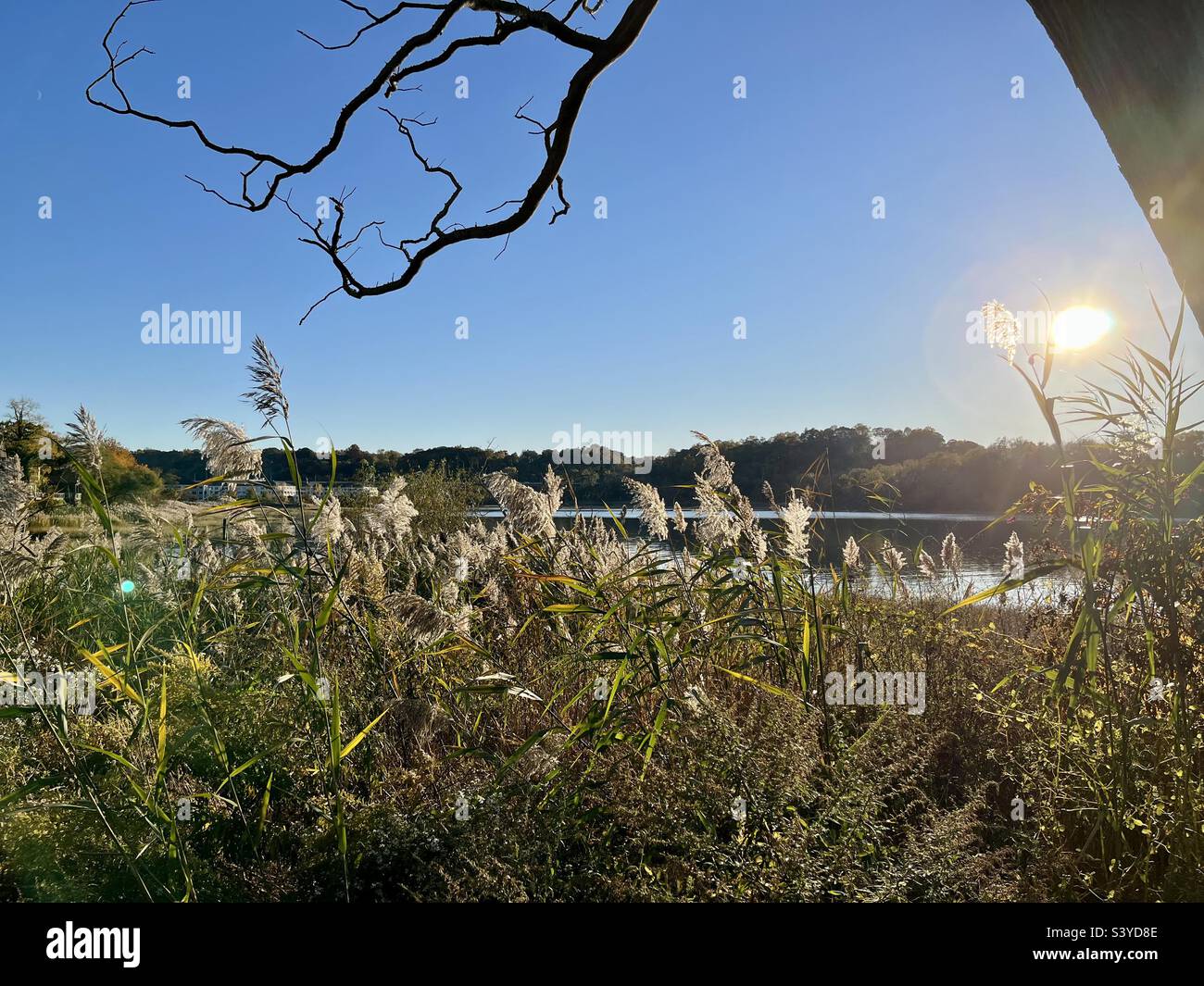 pampas grass by sun setting ocean with blue sky background - Smartphone Captured Stock Image