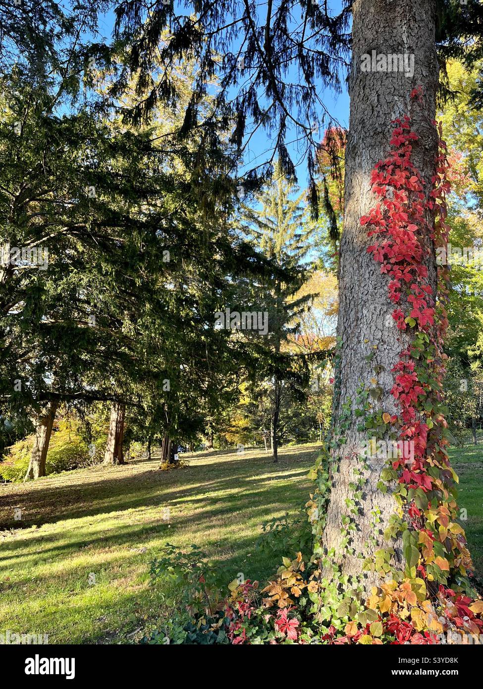 Red, orange, and green vine leaves on the tree in a forest - Smartphone Captured Stock Image