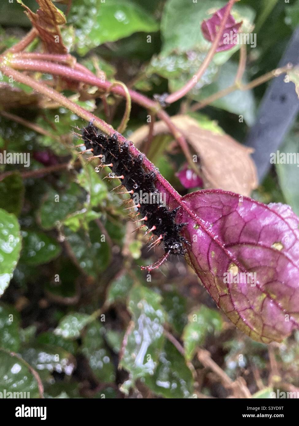 Malachite caterpillar on hemigraphis Stock Photo