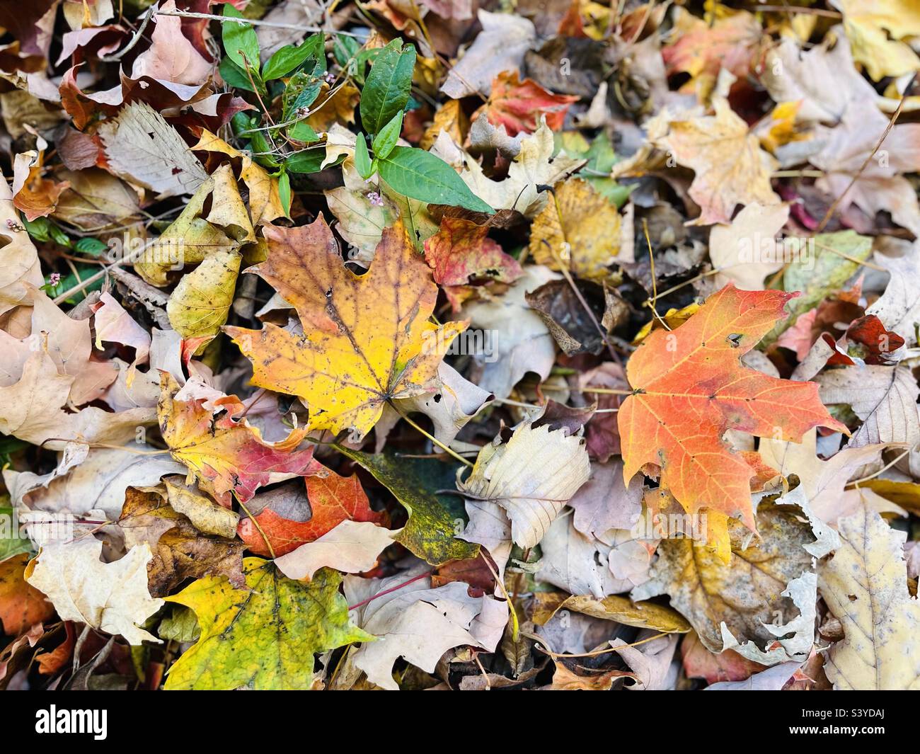 Colorful Falling leaves on a ground in October - Smartphone Captured Stock Image