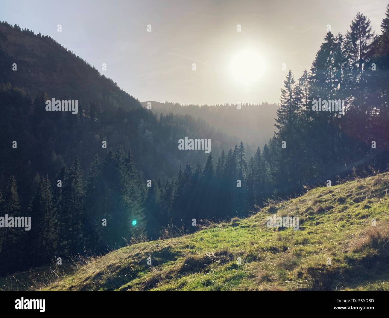 The Allgäu Alps on an autumn evening just before sunset, dense pine forest with the low sun shining through hazy air - Smartphone Captured Stock Image