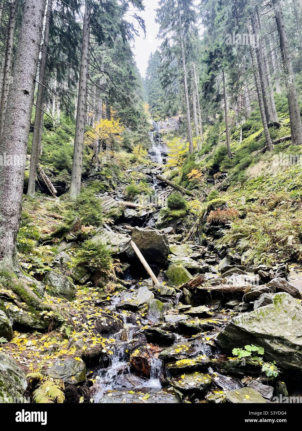 Moravian forest - Smartphone Captured Stock Image