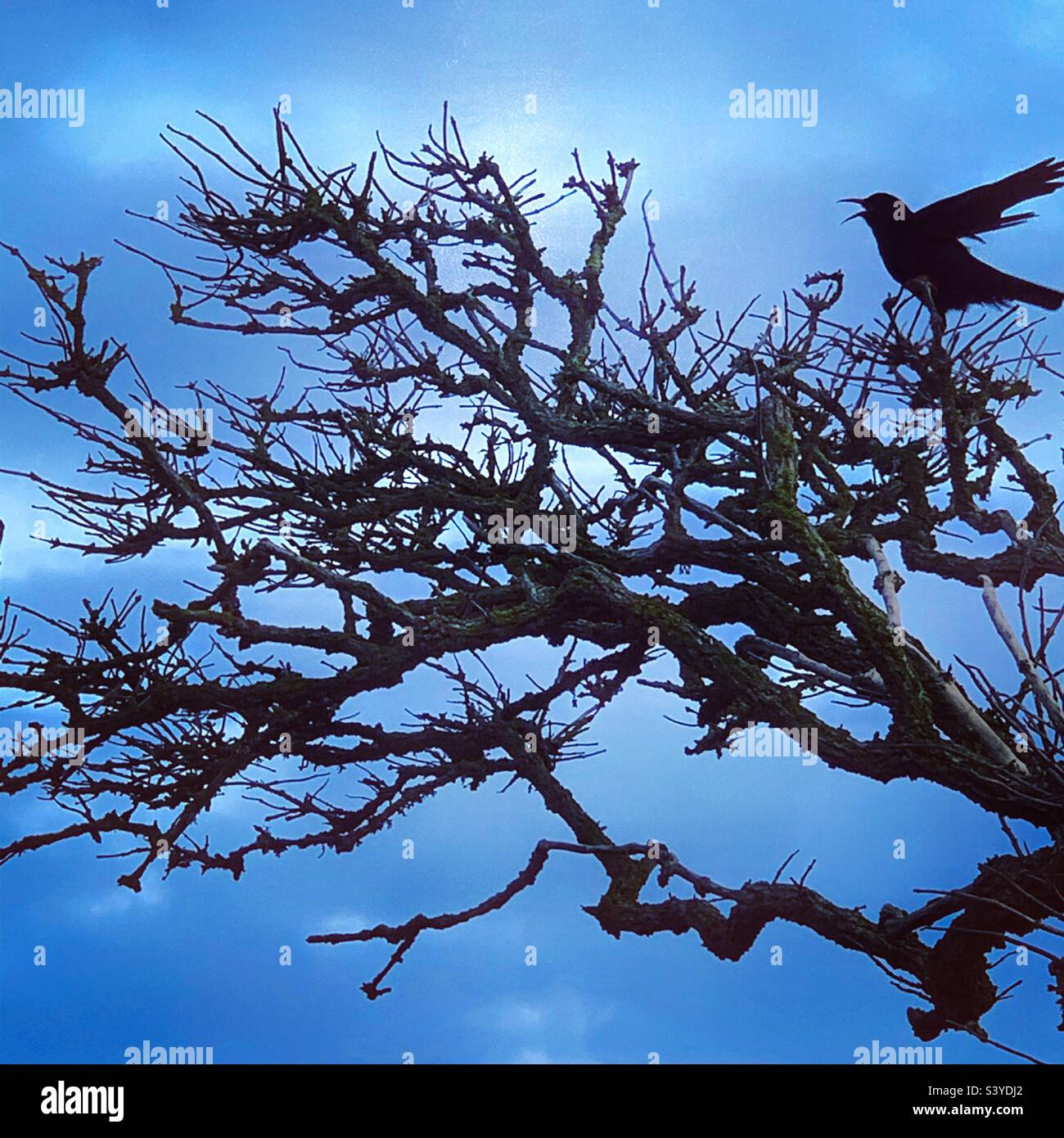 Raven tree hi-res stock photography and images - Alamy