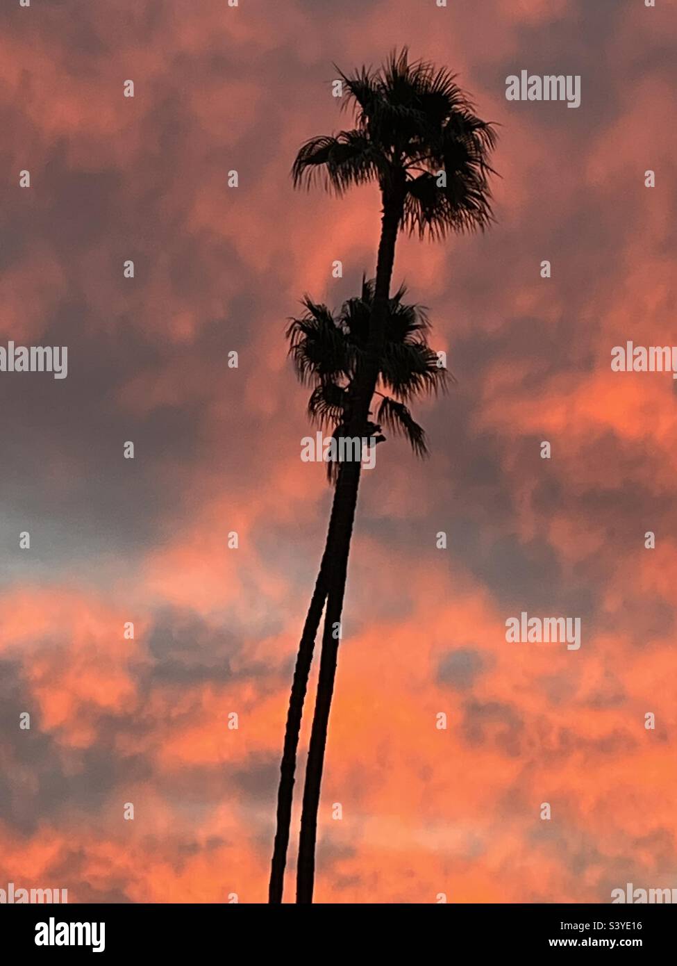 Palm sunrise Stock Photo