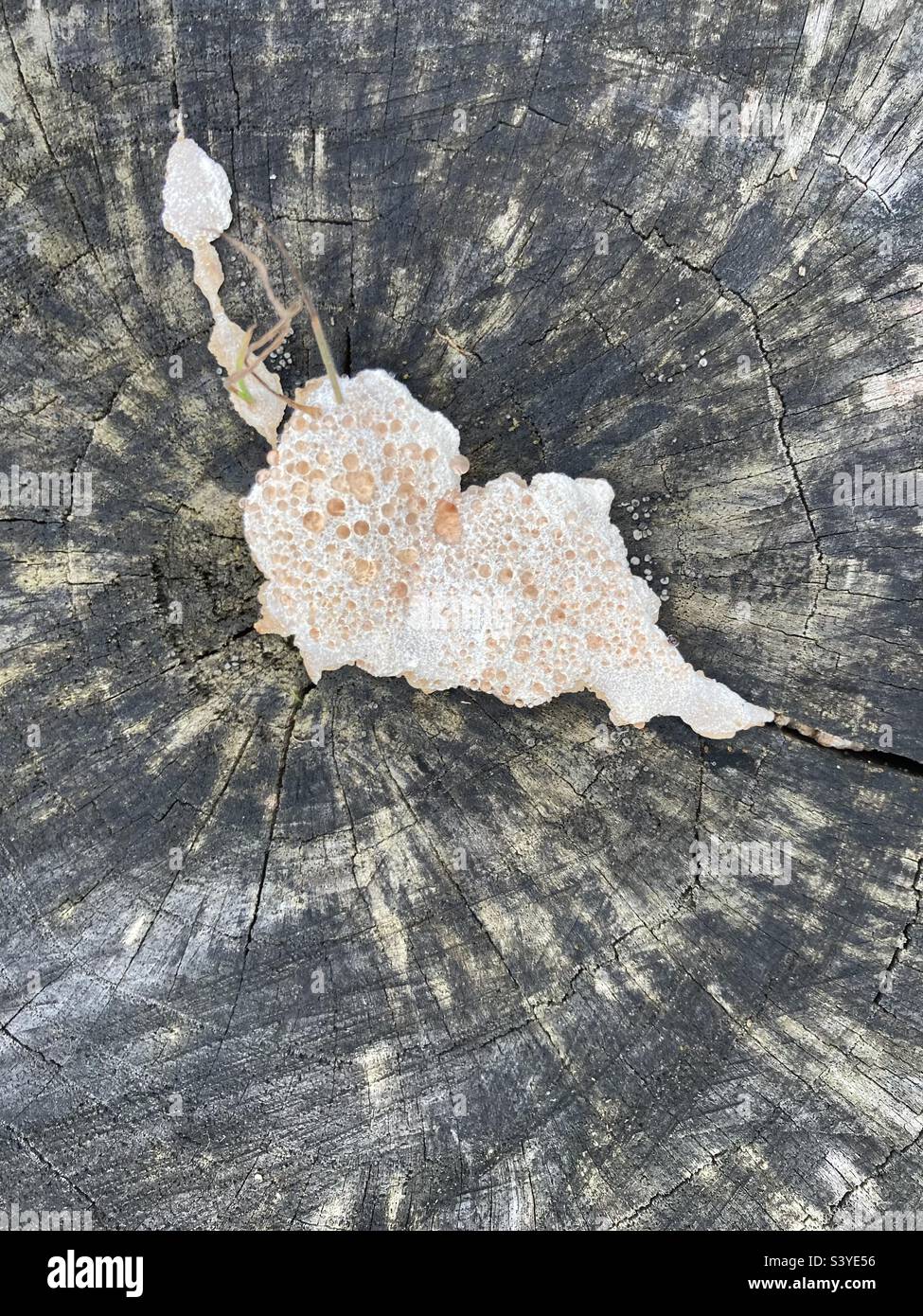 A slimy bright mushroom on an old tree stump - Smartphone Captured Stock Image