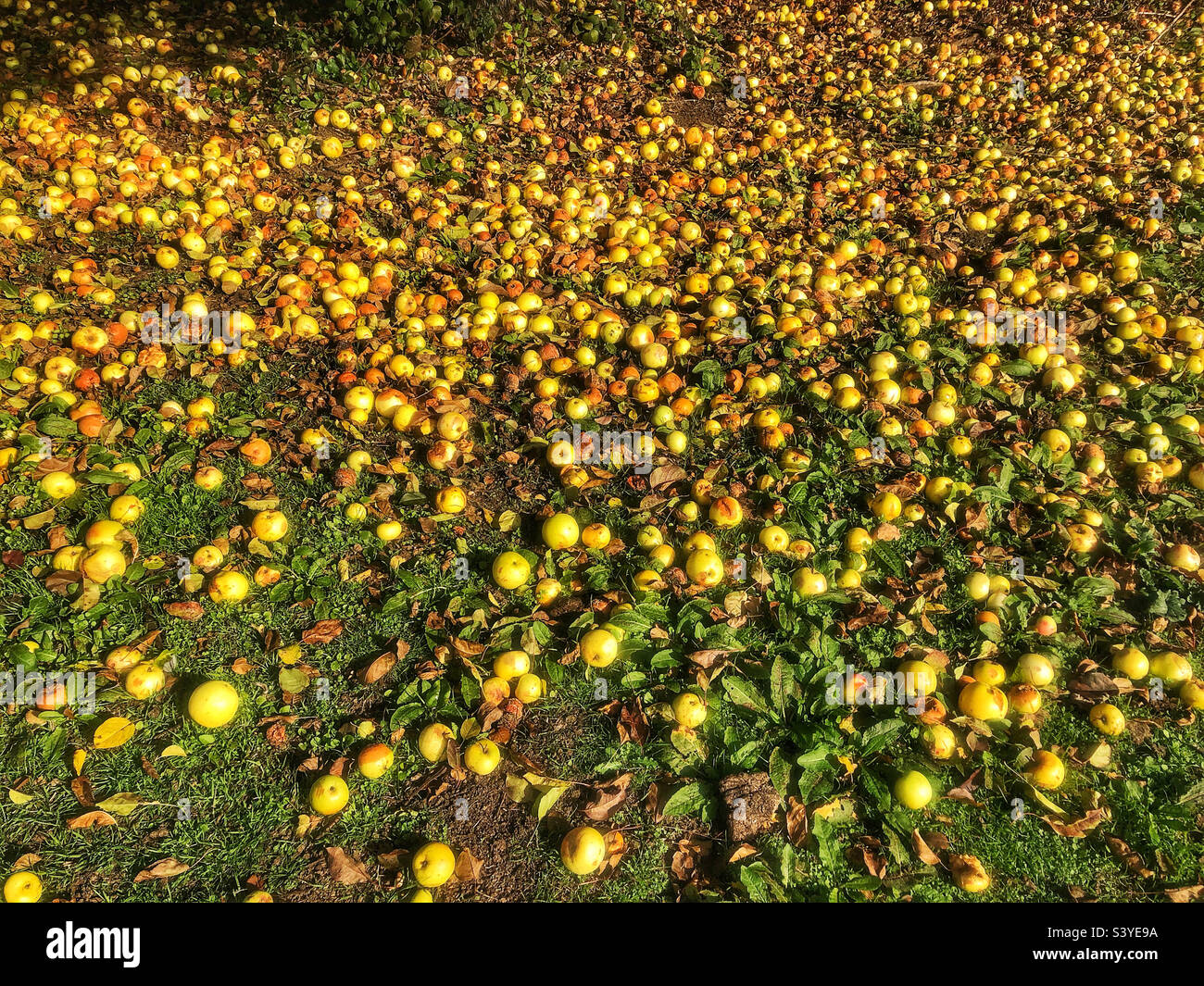Fallen Crab apples on a park floor in October. Hampshire United Kingdom - Smartphone Captured Stock Image