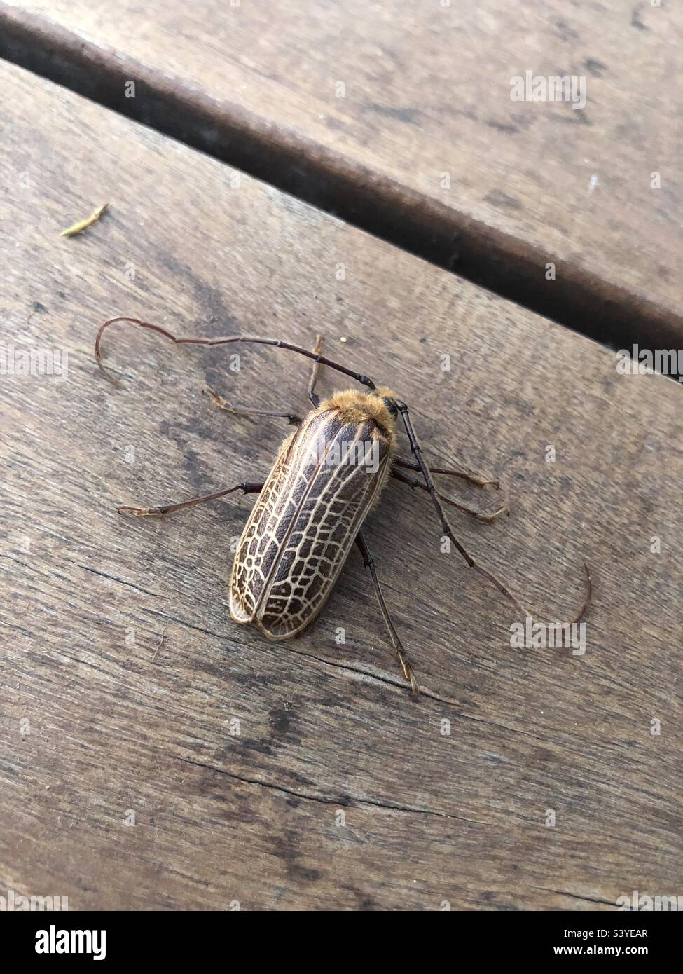 New Zealand huhu beetle Stock Photo Alamy