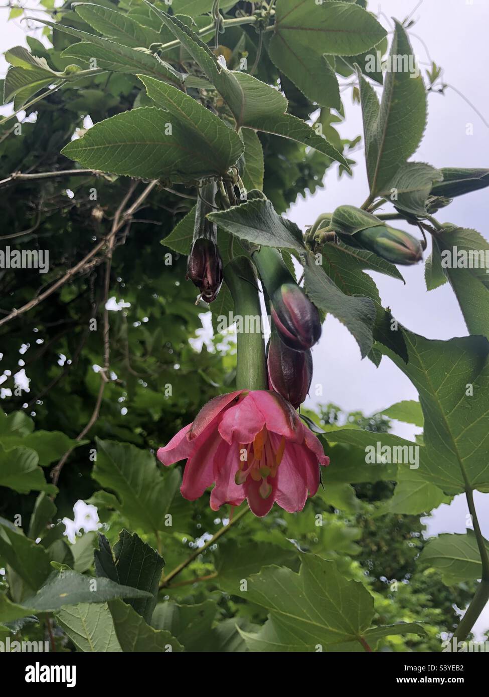 Banana passionfruit vine flowering Stock Photo Alamy