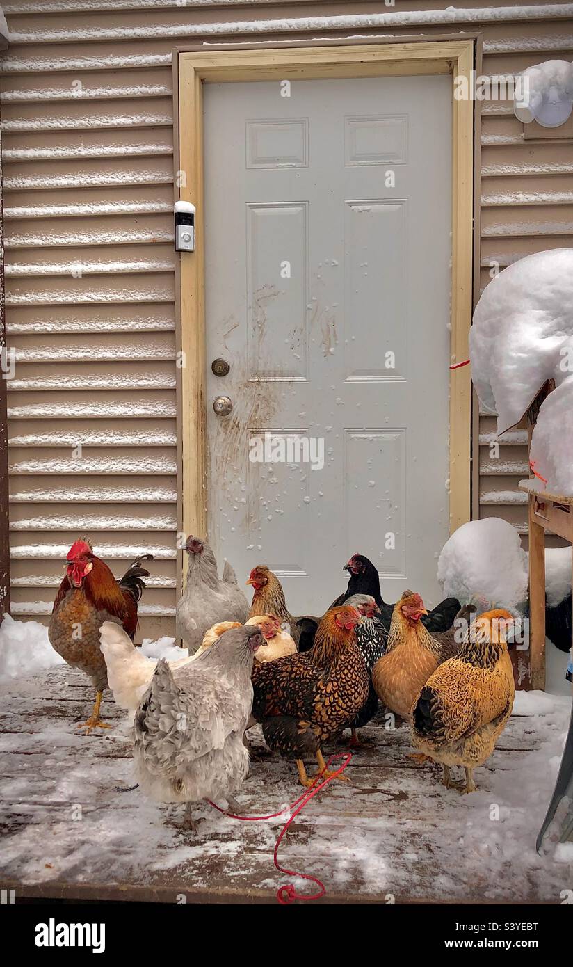 Chickens come a’knocking Stock Photo Alamy