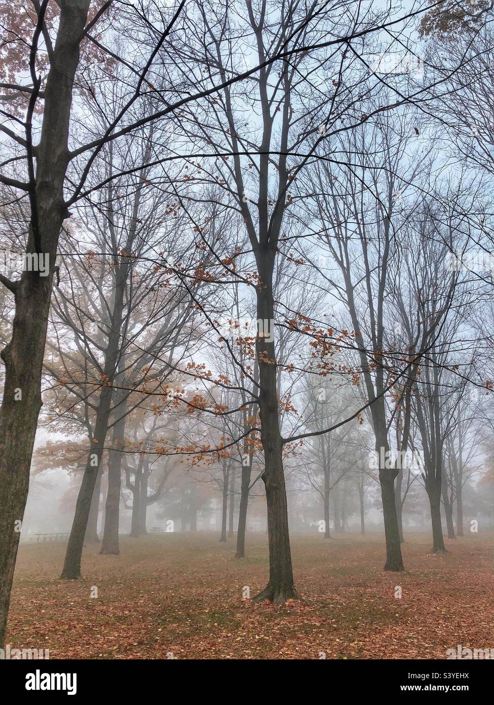A misty autumn landscape. Stock Photo