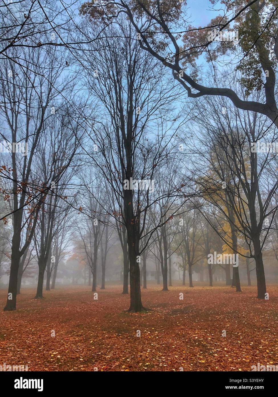 A barren misty autumn landscape. Stock Photo