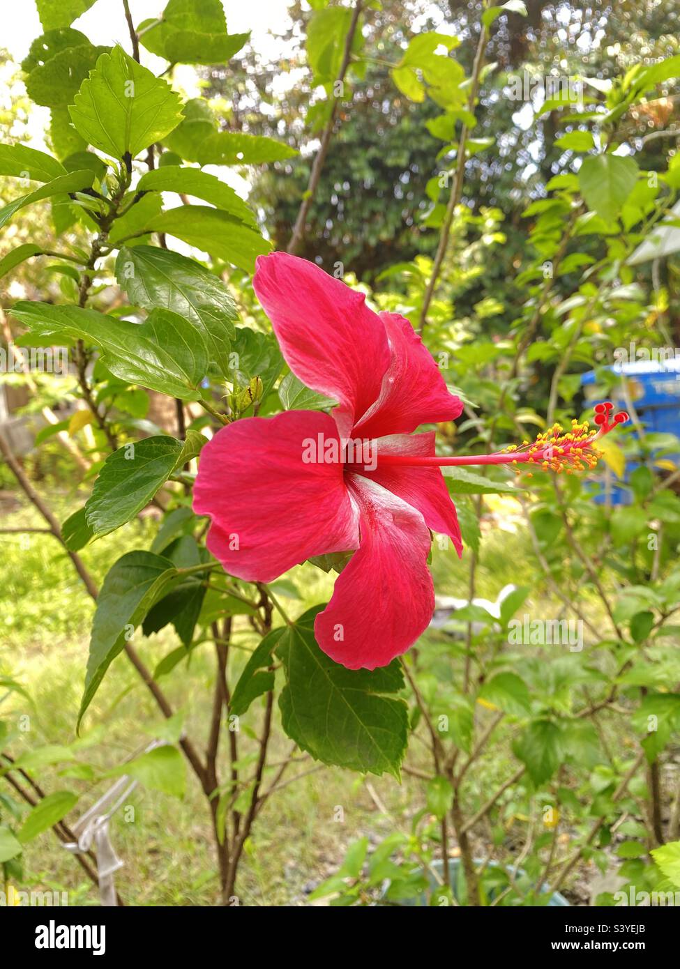 Gumamela flowers blooming hires stock photography and images Alamy