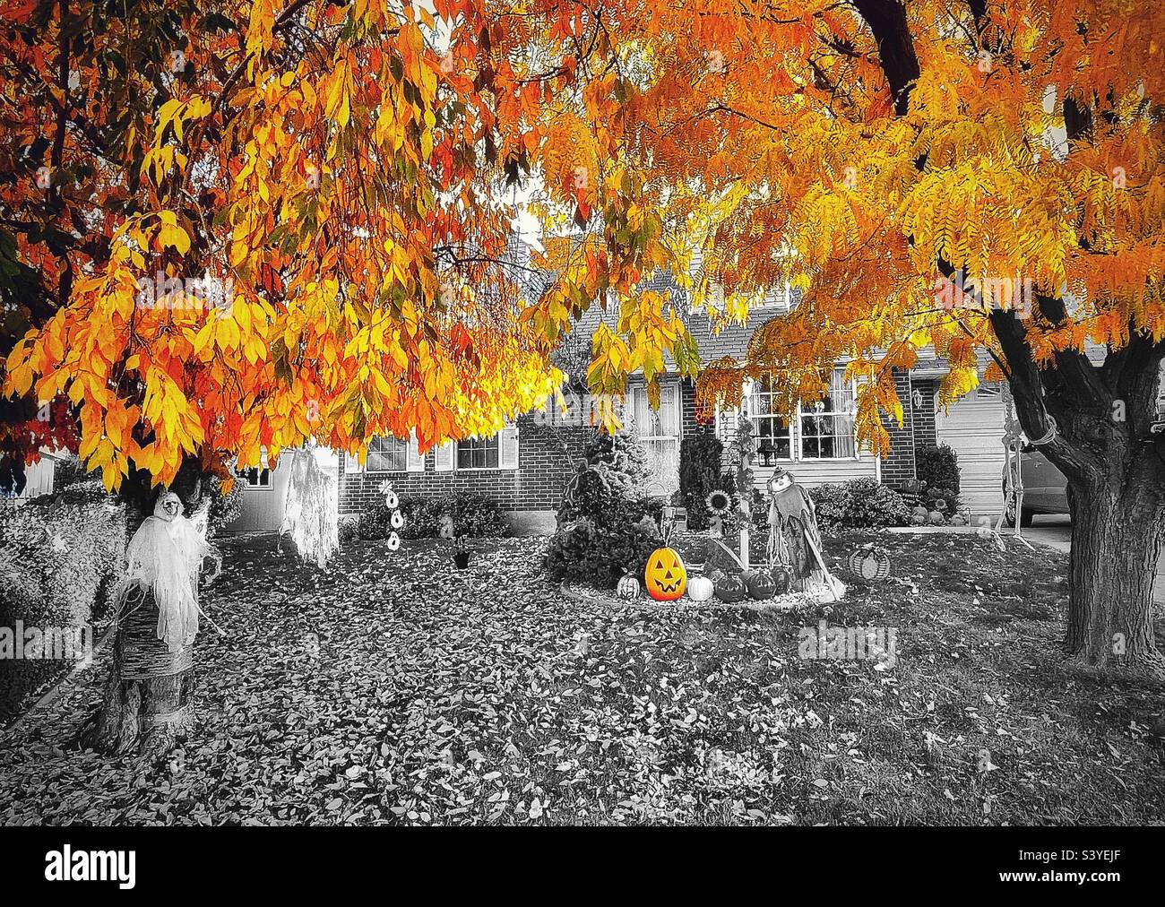 Changing seasons, turning leaves and fun and spooky Halloween yard decorations, they all go together at this Utah, USA home. Golden yellow leaves above tied in color with the jack-o-lantern below. - Smartphone Captured Stock Image