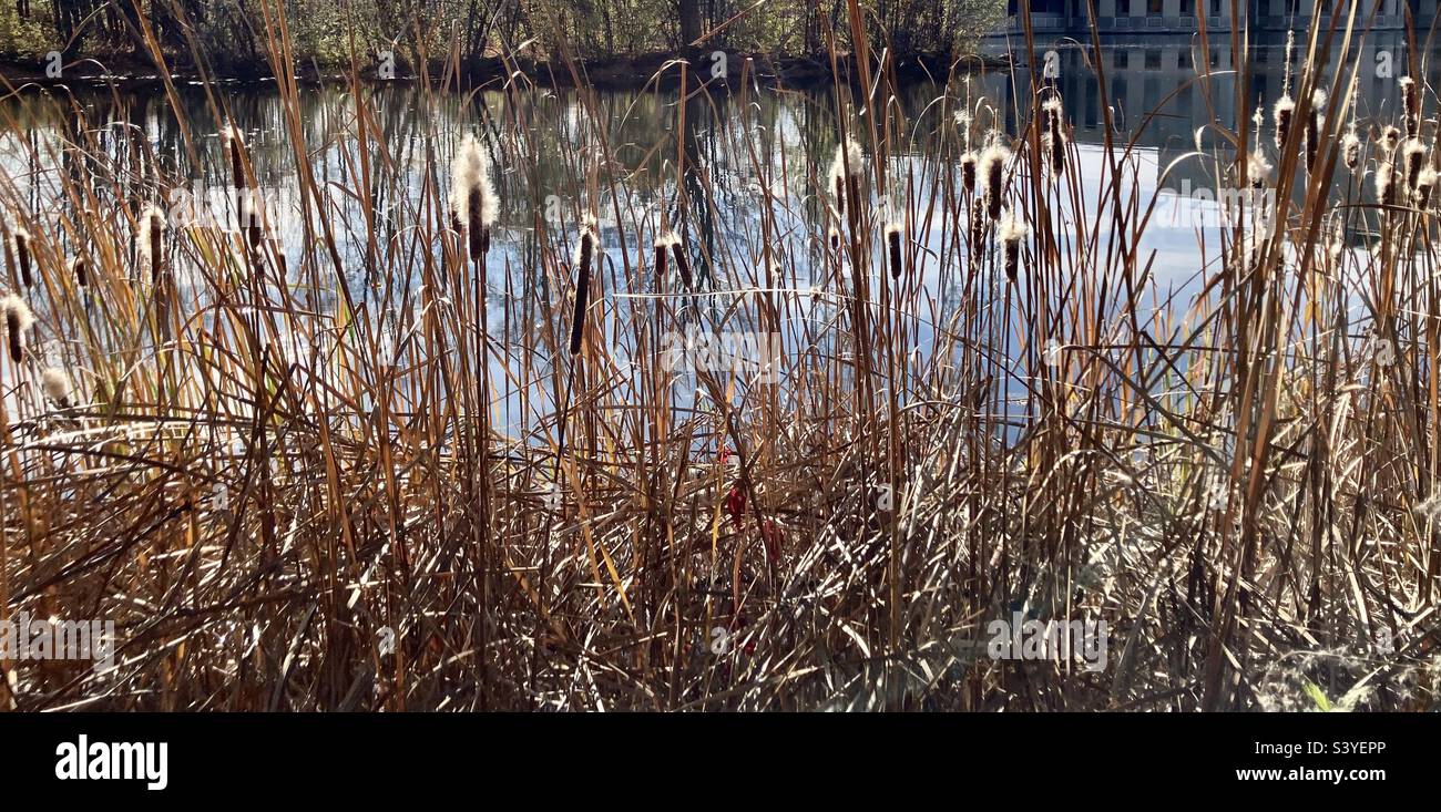 Late Fall cattails glowing in the sun. - Smartphone Captured Stock Image