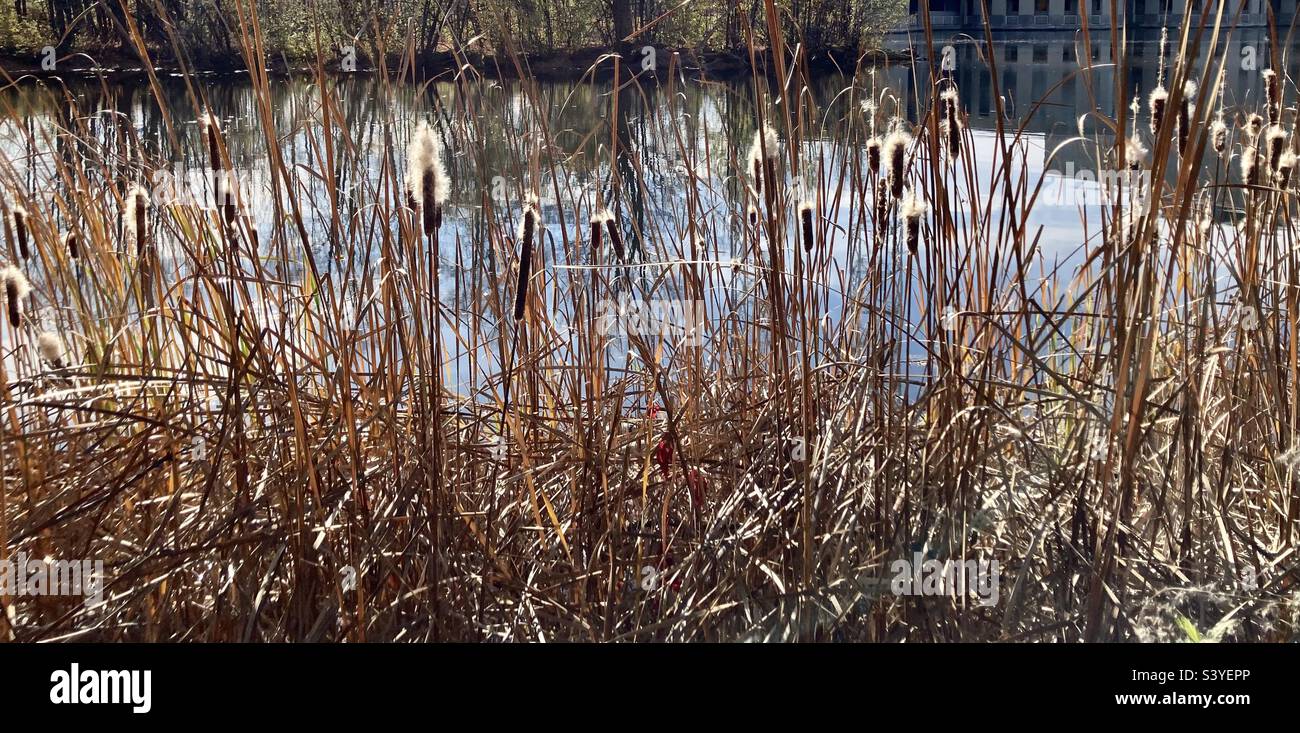Late Fall cattails glowing in the sun. Stock Photo
