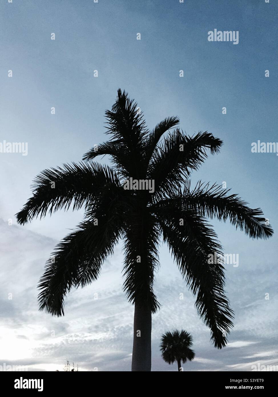 Meritt Island, Fl palm tree Stock Photo