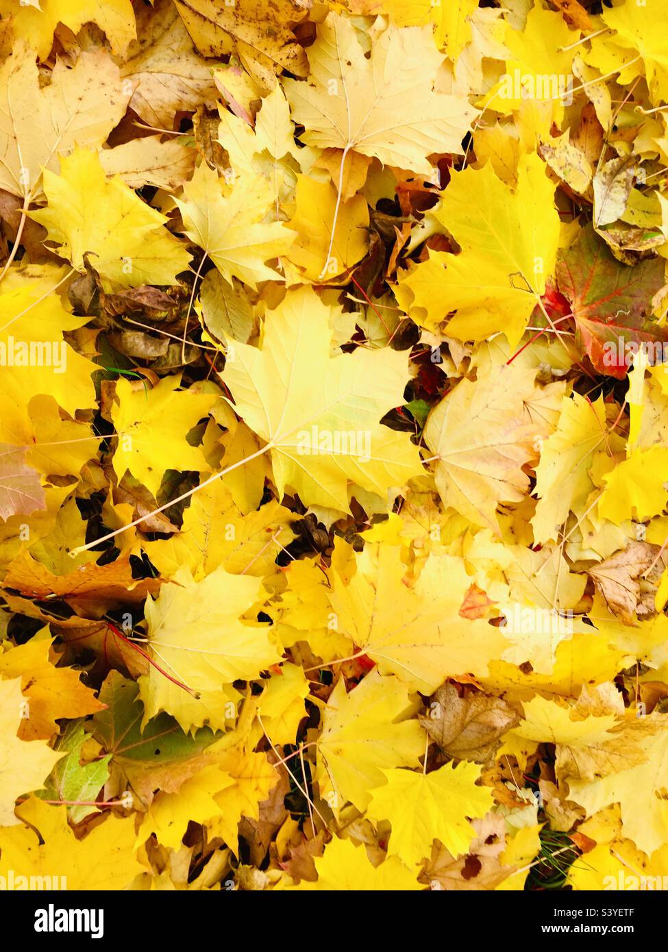 Golden carpet hires stock photography and images Alamy