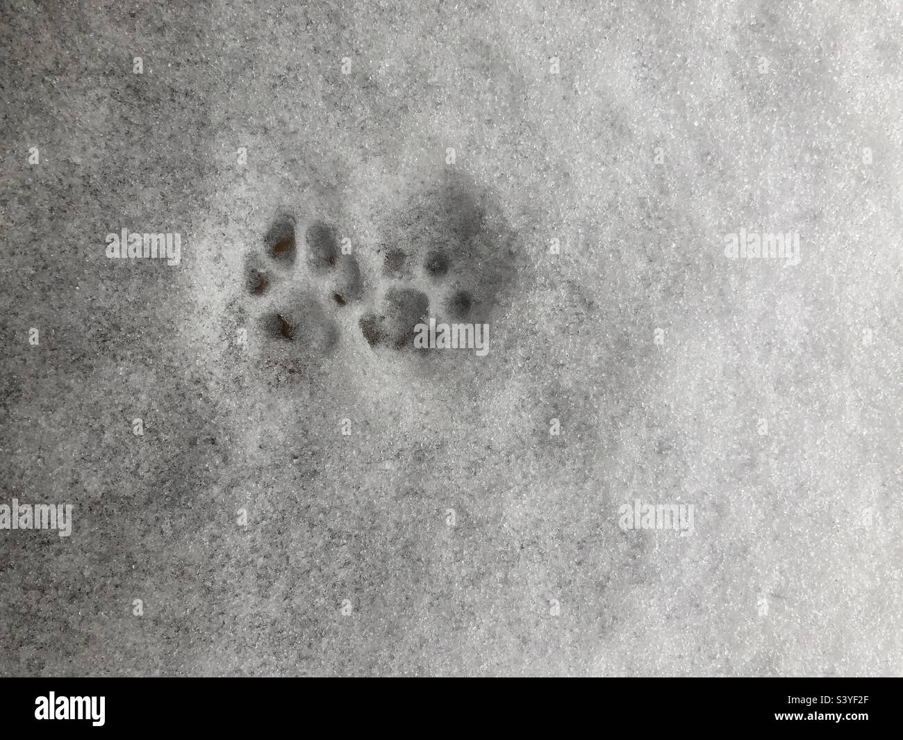 Cat paws in fresh snow Stock Photo Alamy