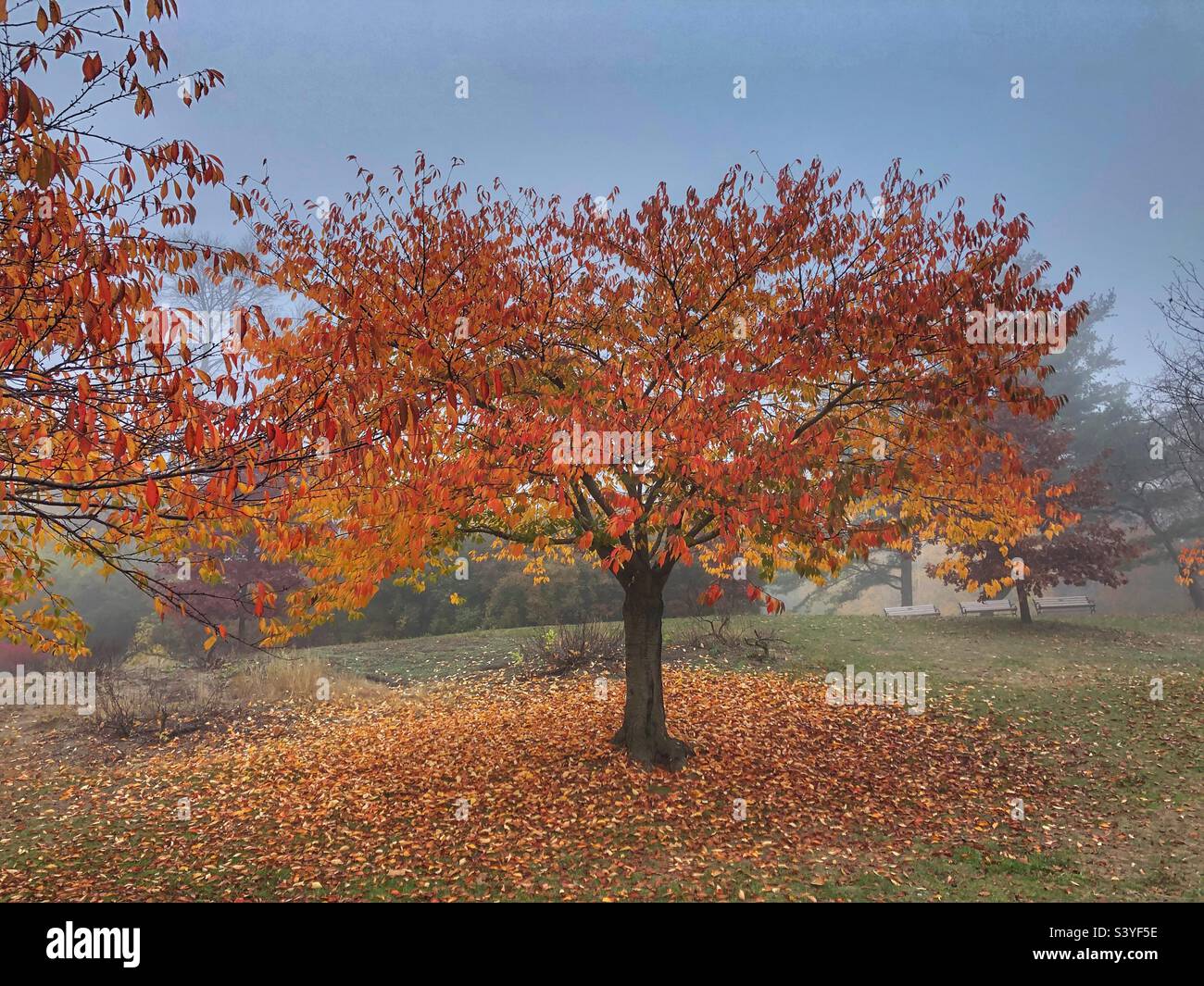 A beautiful serene misty autumn landscape. - Smartphone Captured Stock Image