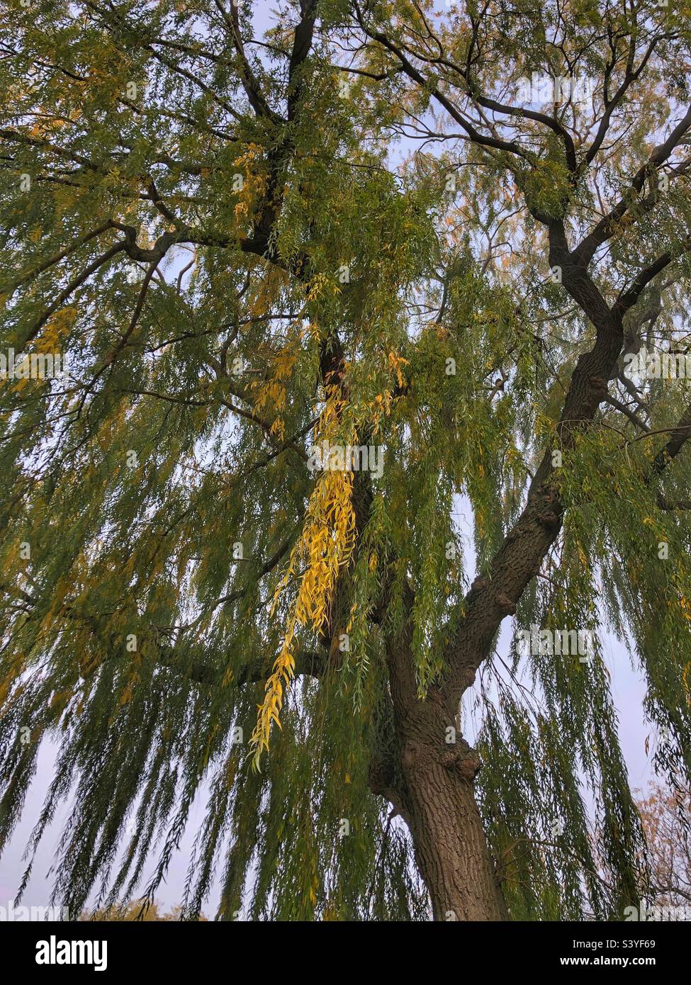 Looking up into a willow tree in autumn. Stock Photo