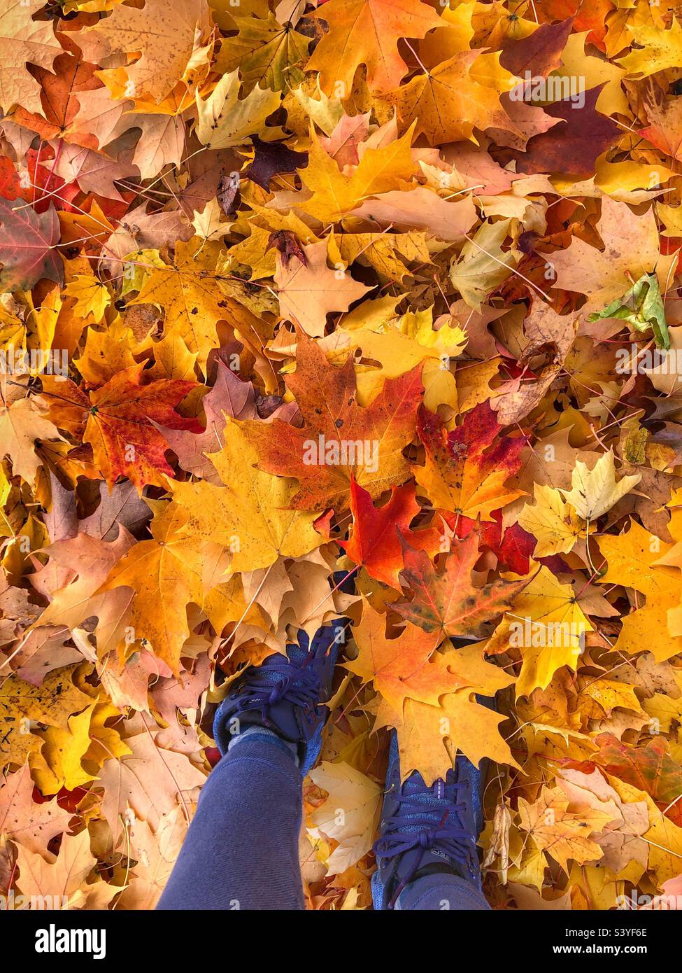 Blanket of autumn leaves hi res stock photography and images Alamy