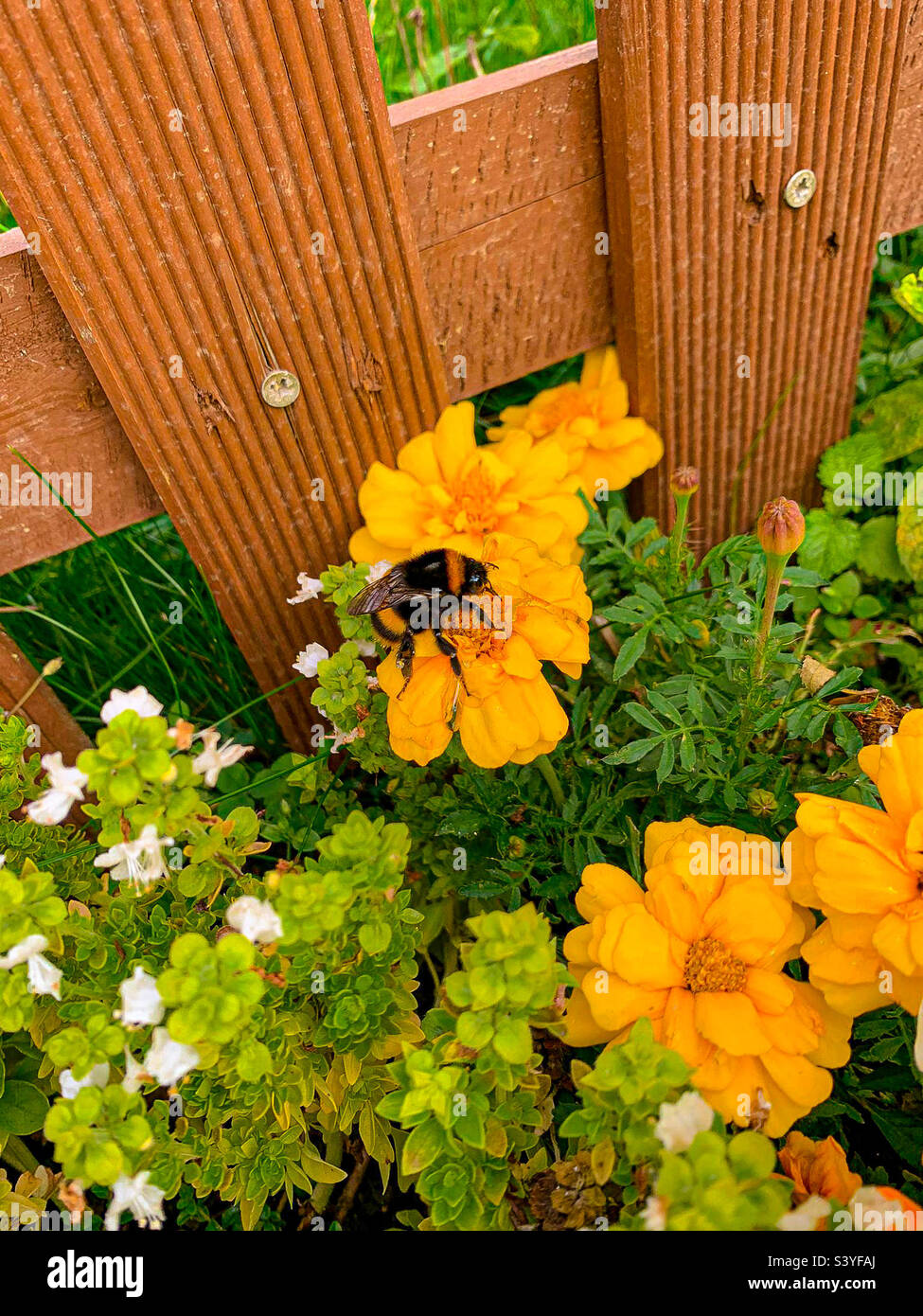 A bee pollinating a yellow flower - Smartphone Captured Stock Image