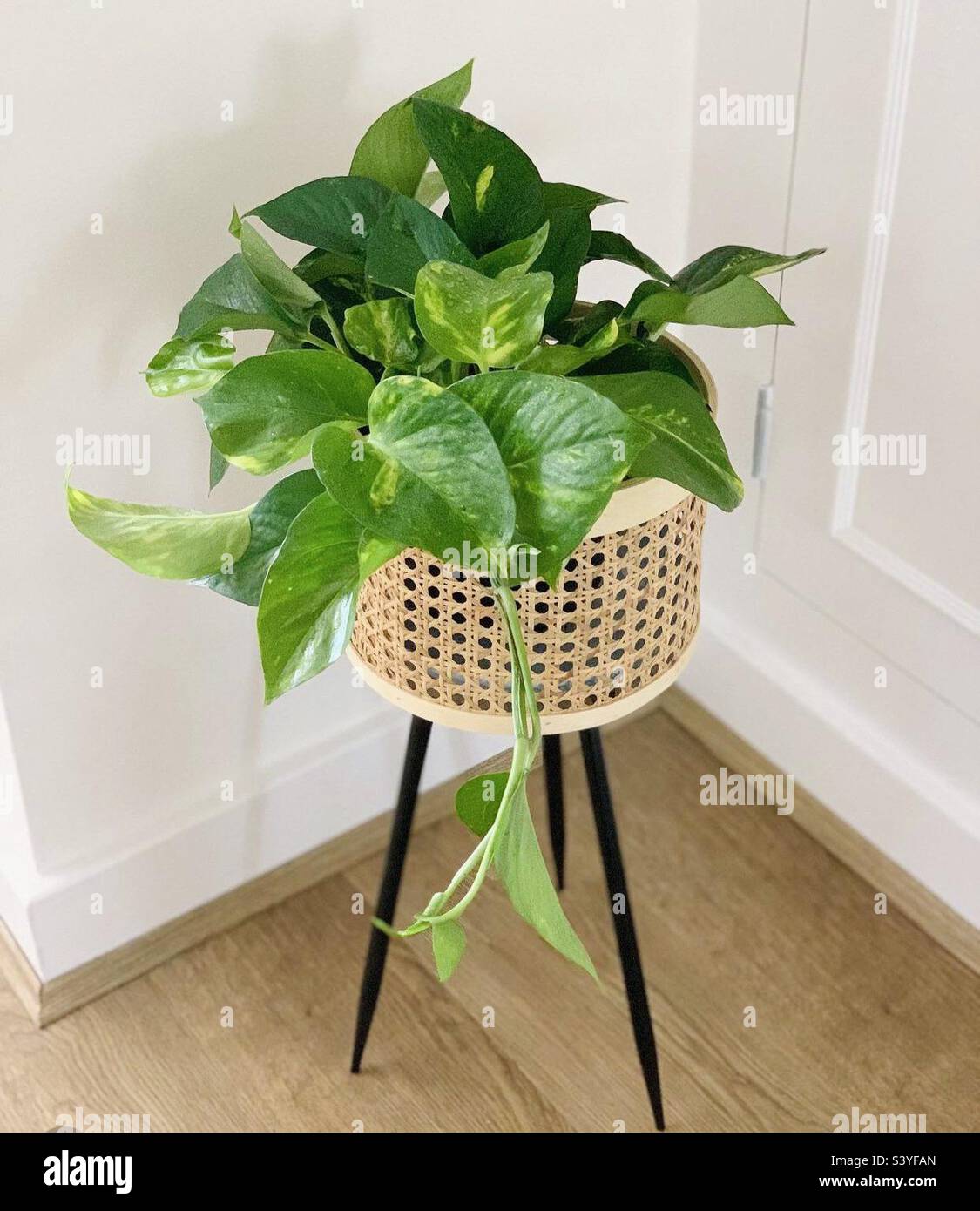 A house plant in a tall pot Stock Photo Alamy