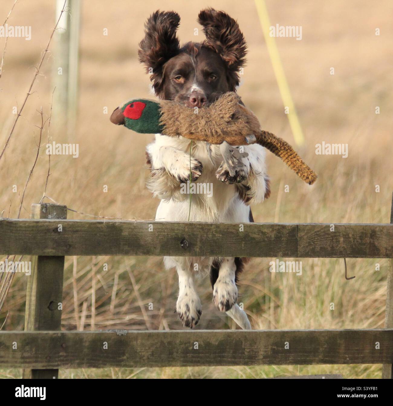 English Springer Spaniel Puppy. Pheasant. - Smartphone Captured Stock Image