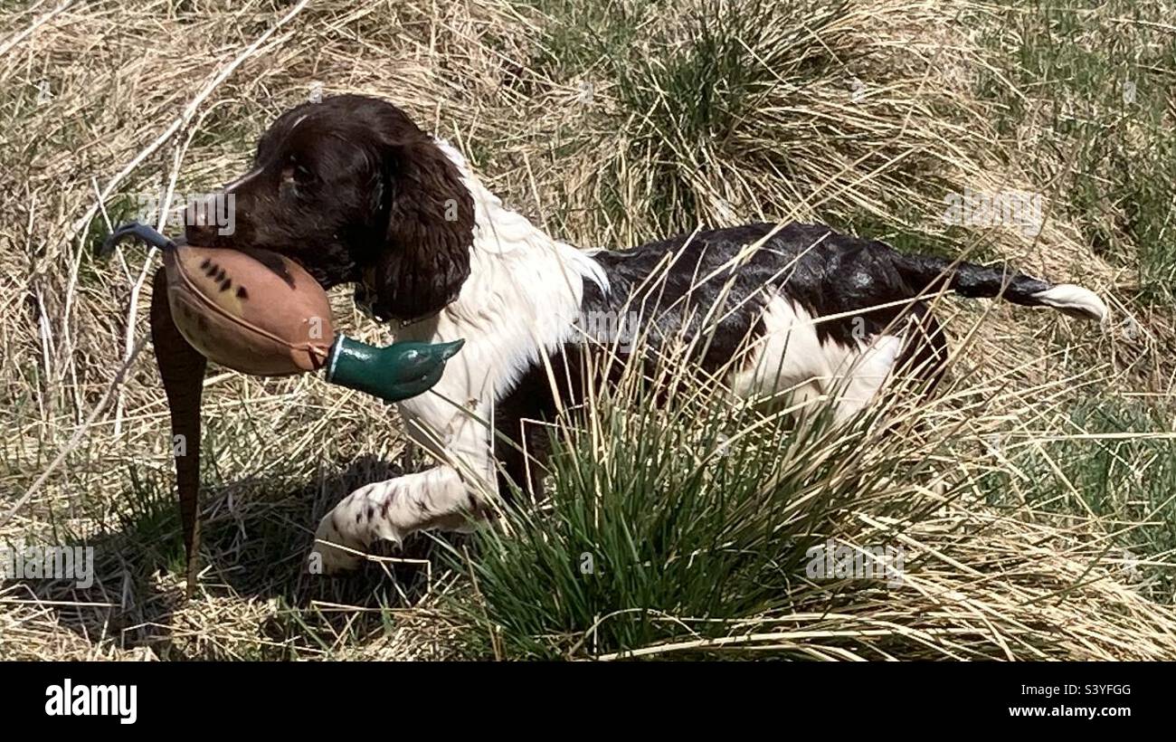 English Springer Spaniel Pup. Gun dog training. - Smartphone Captured Stock Image