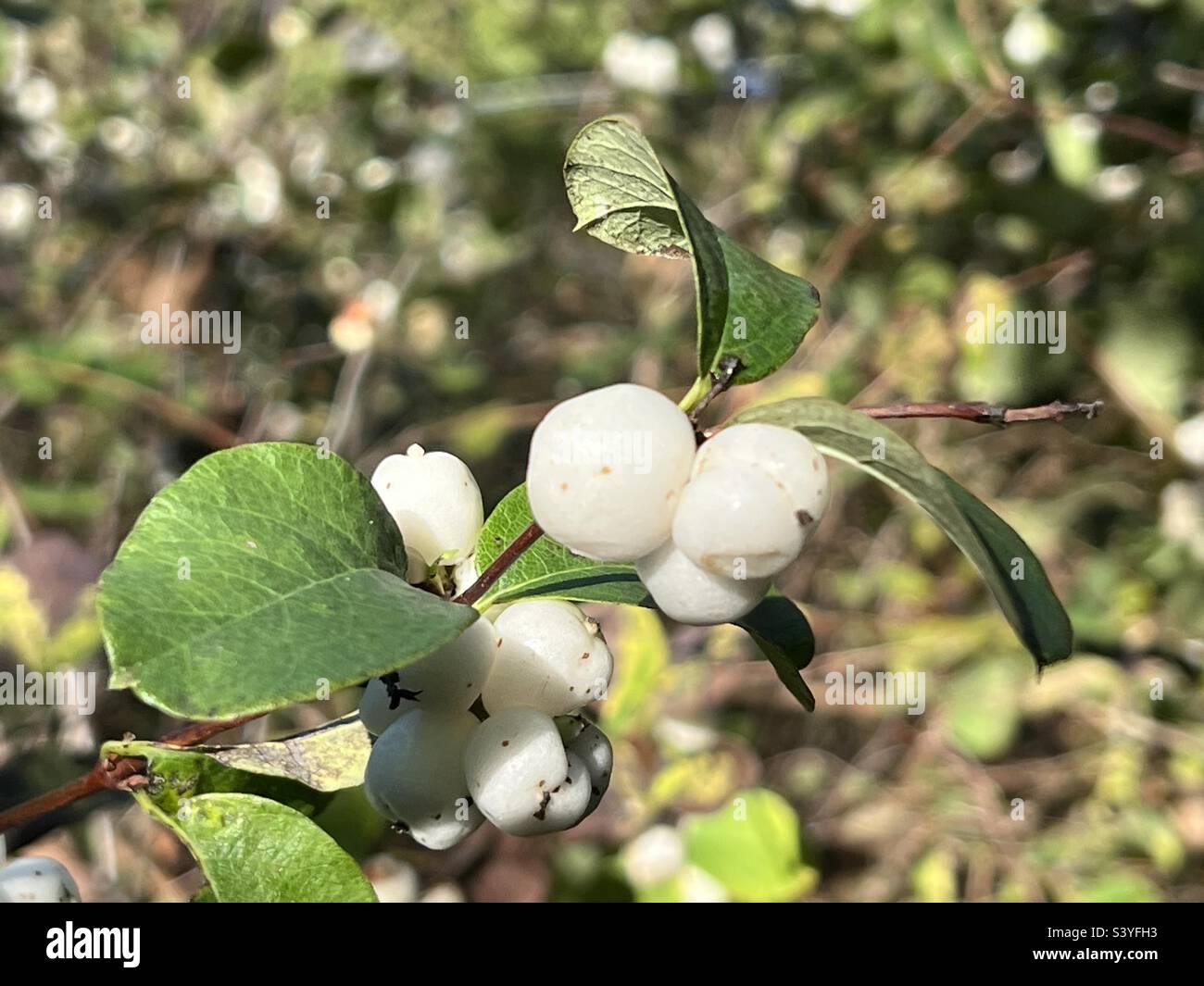 Common Snowberry plant, Symphoricarpos Alba, white berries in late autumn. Stock Photo