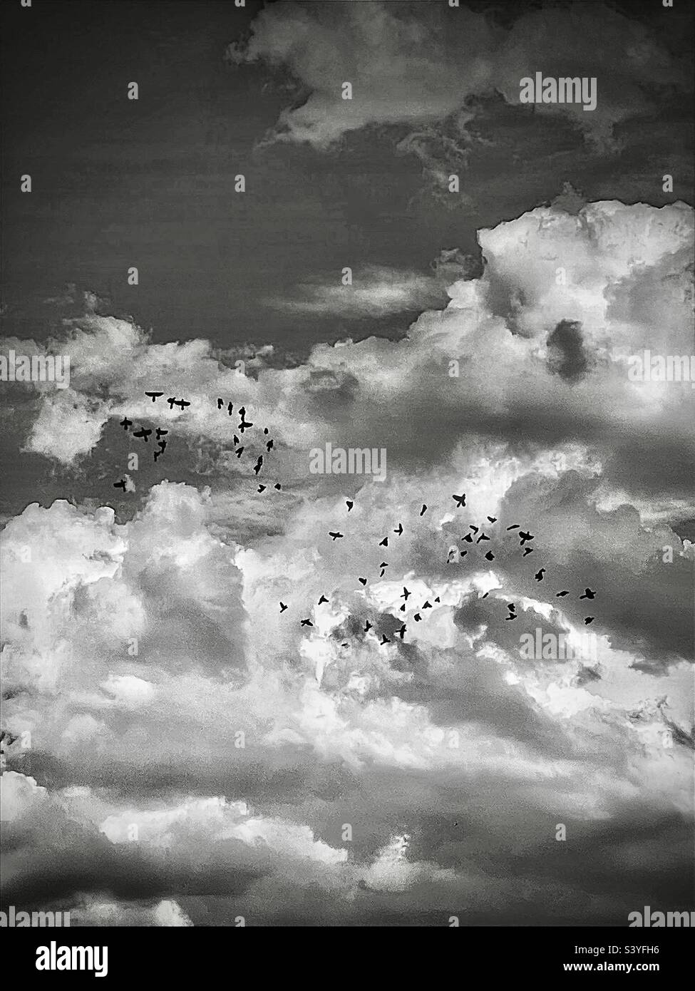 A dramatic sky in black and white, over Utah, USA encompasses a scattered flock of birds in silhouette. - Smartphone Captured Stock Image