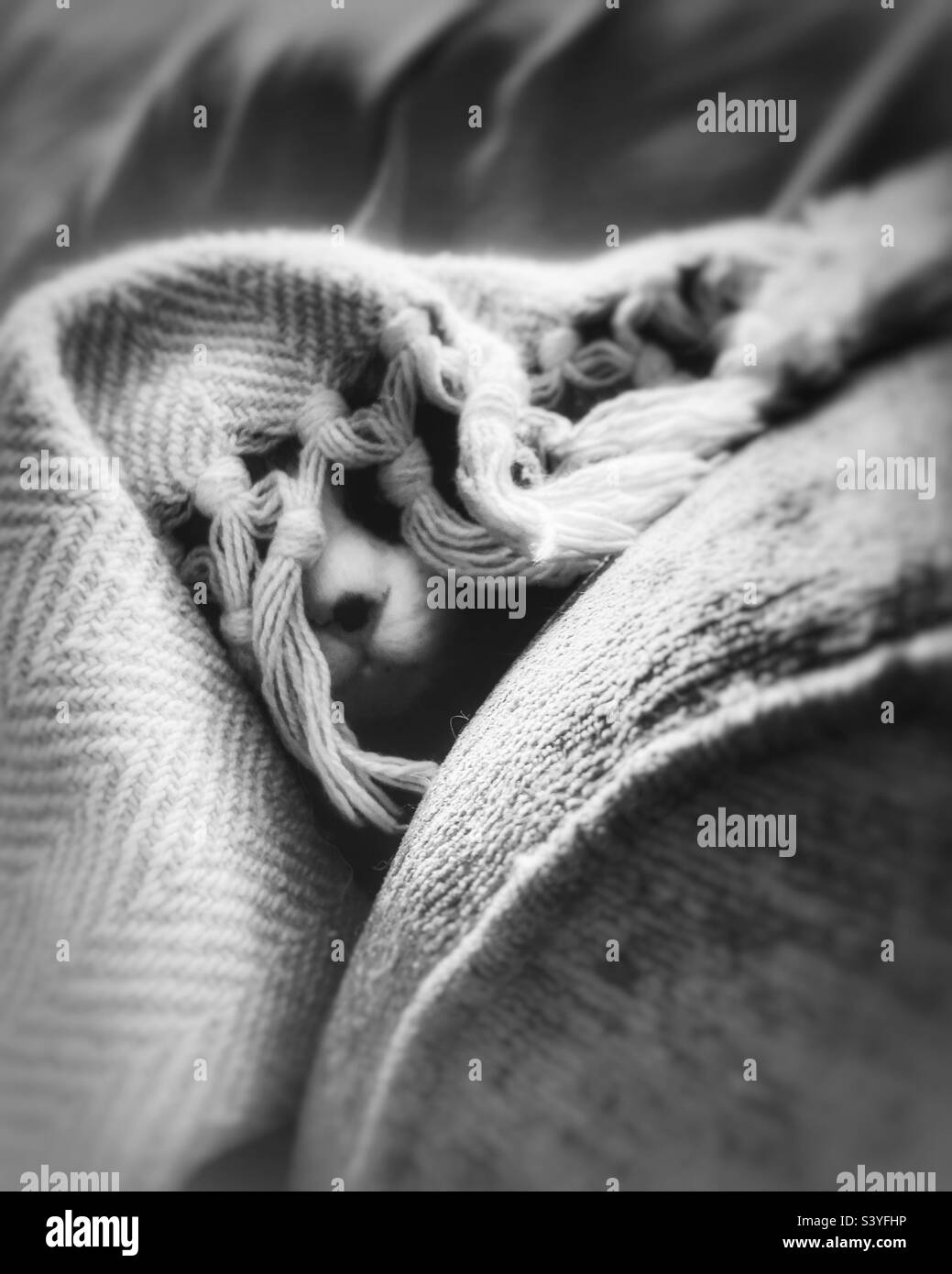 Cat hiding under blanket on a sofa, in black and white - Smartphone Captured Stock Image